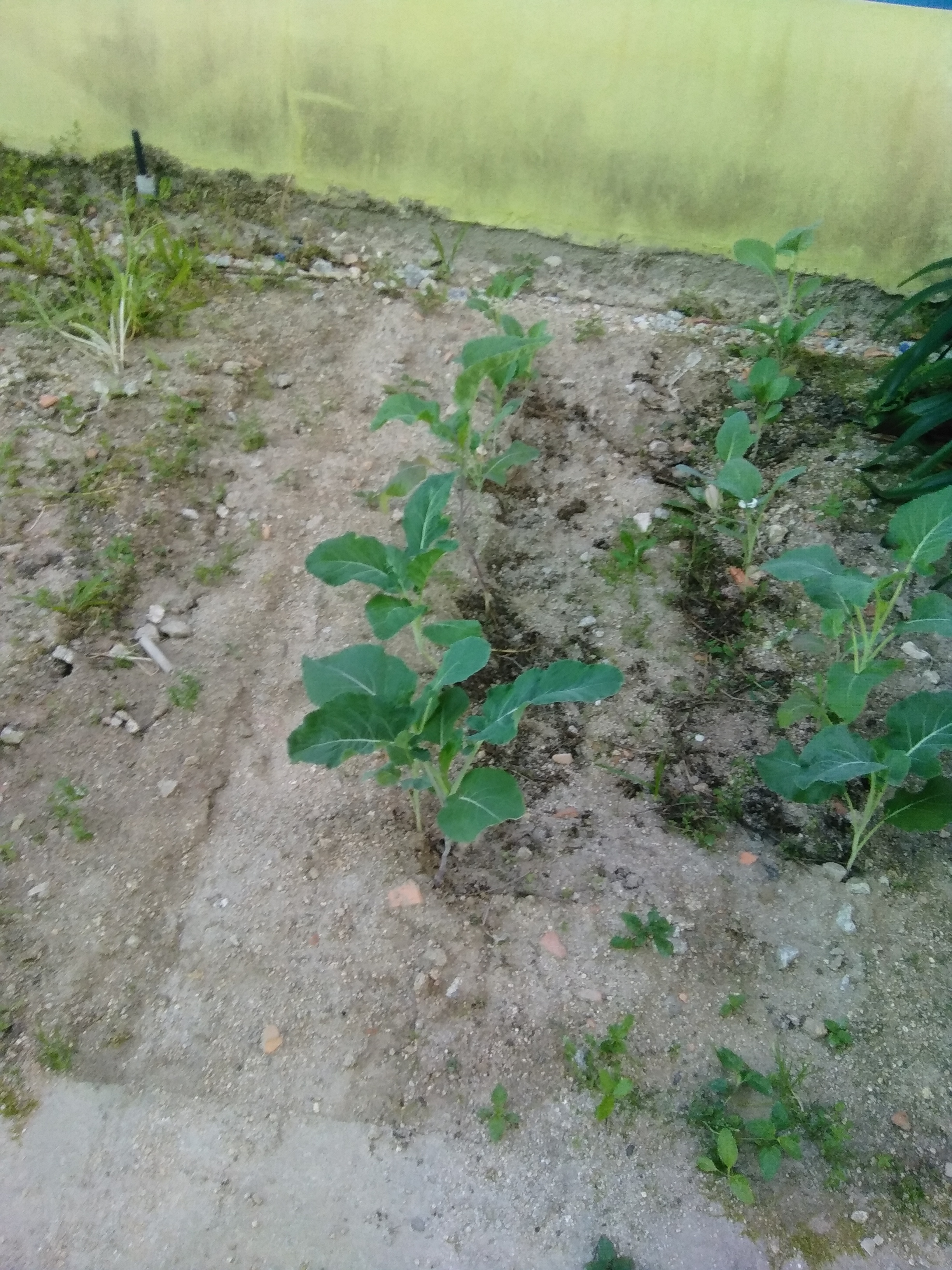Cantinho destinado ao cultivo de couves