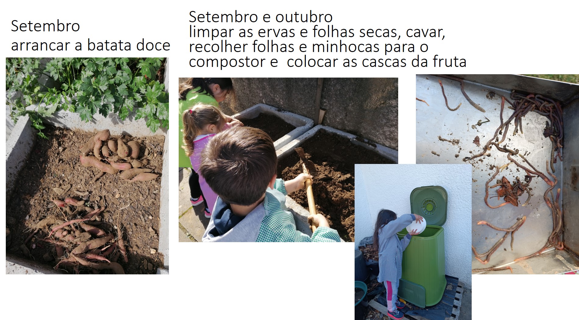 regresso ao JI limpeza do espaço, reiniciar a utilização do compostor, recolha de minhocas para o compostor e plantações de setembro e outubro