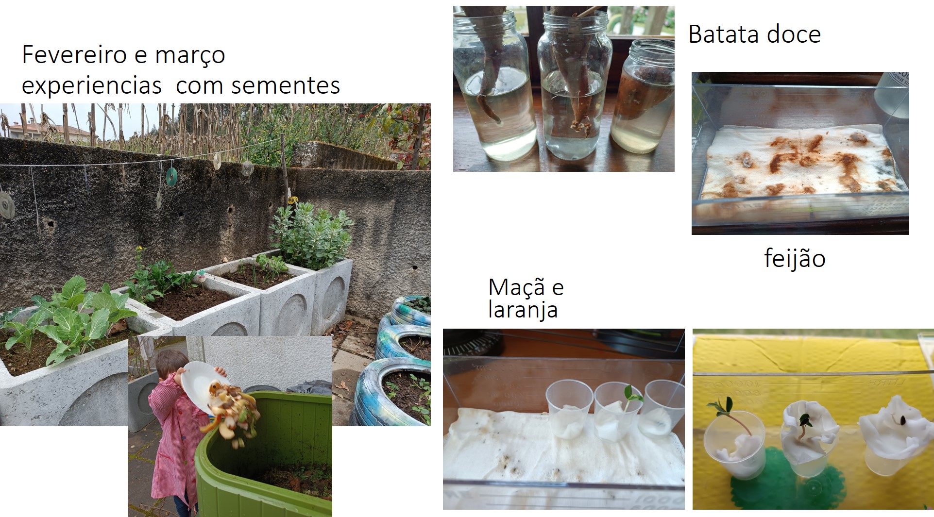 Fevereiro e marçoexperiências  com sementes