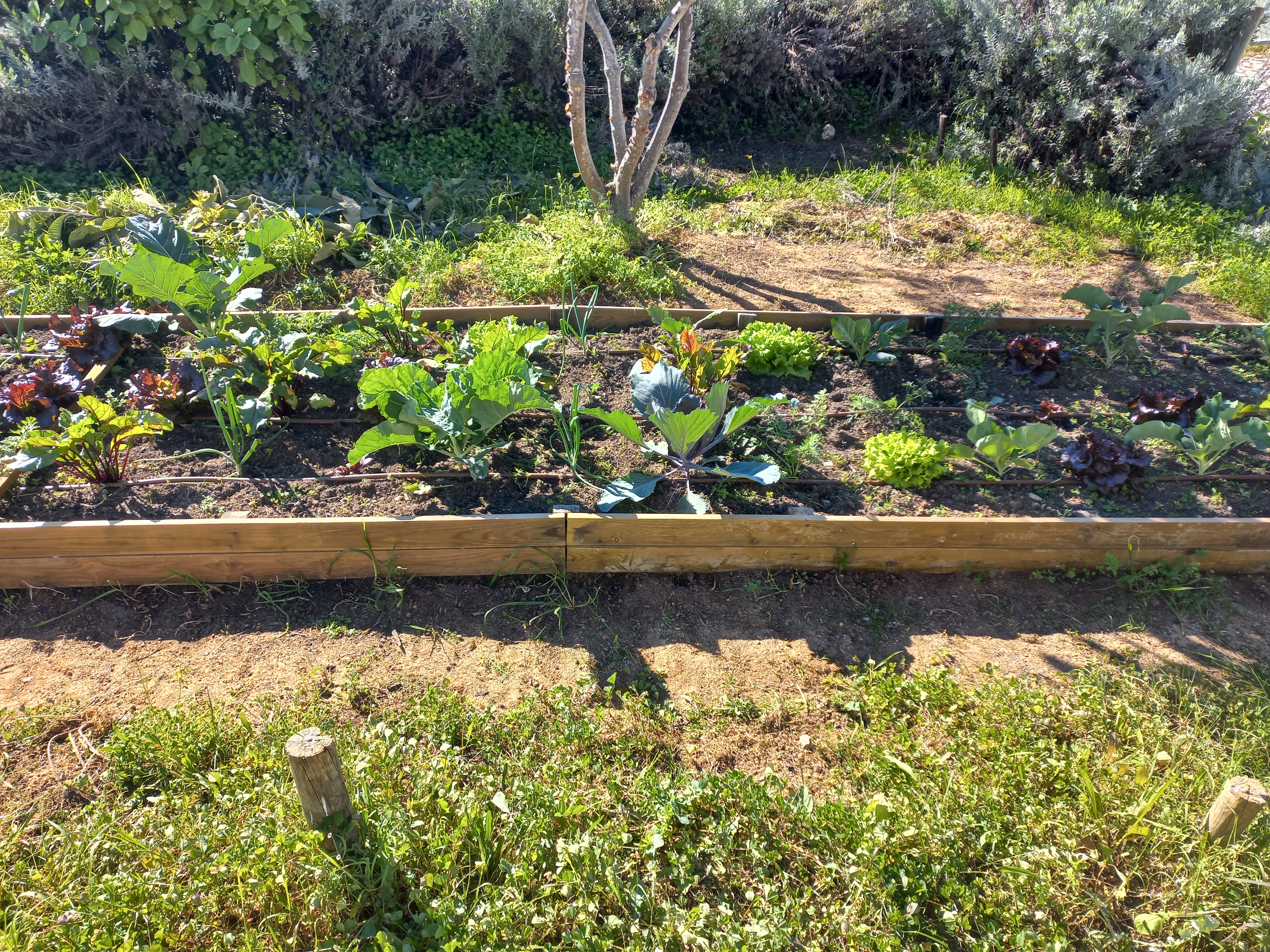 Horta