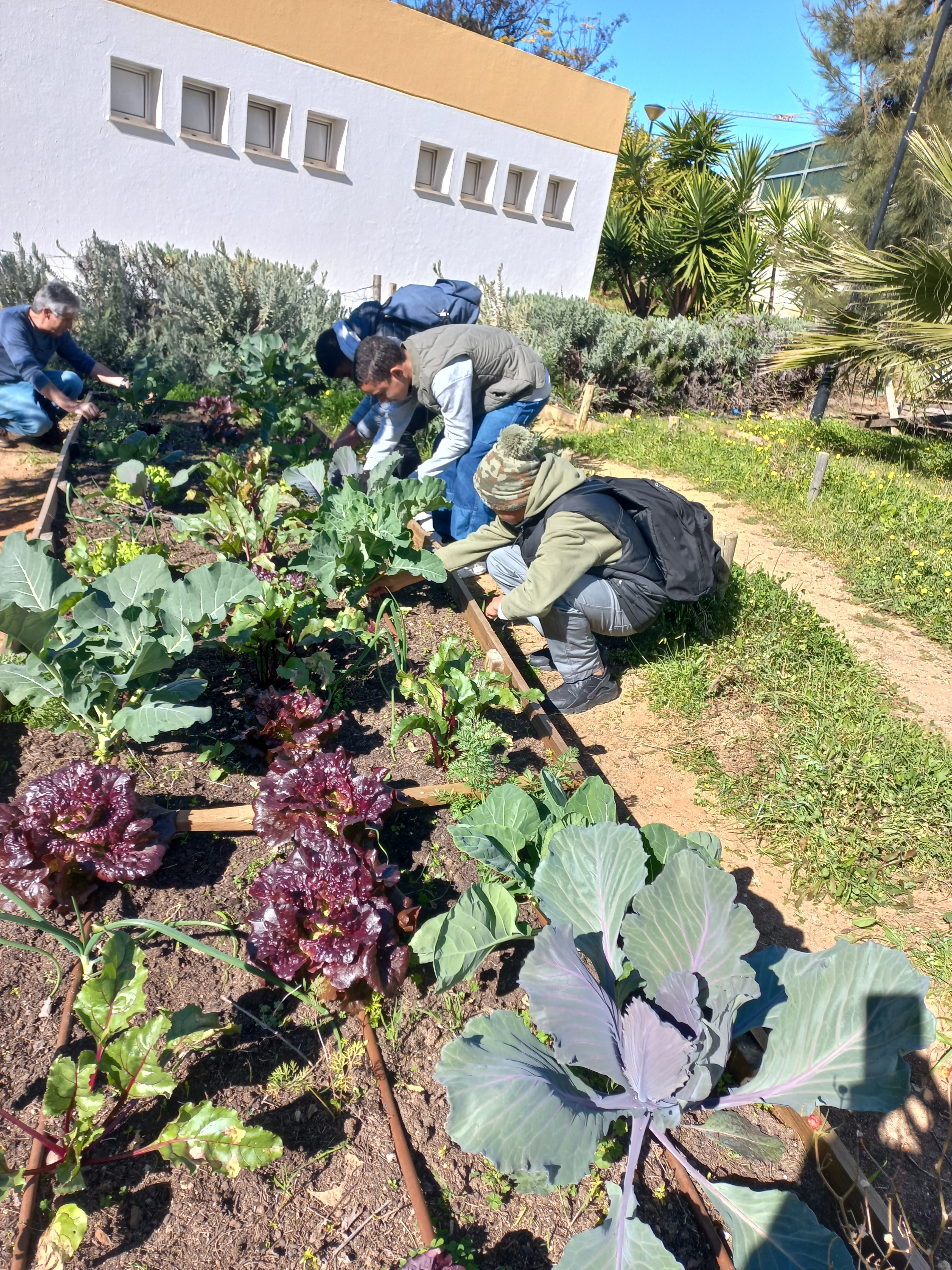 Horta