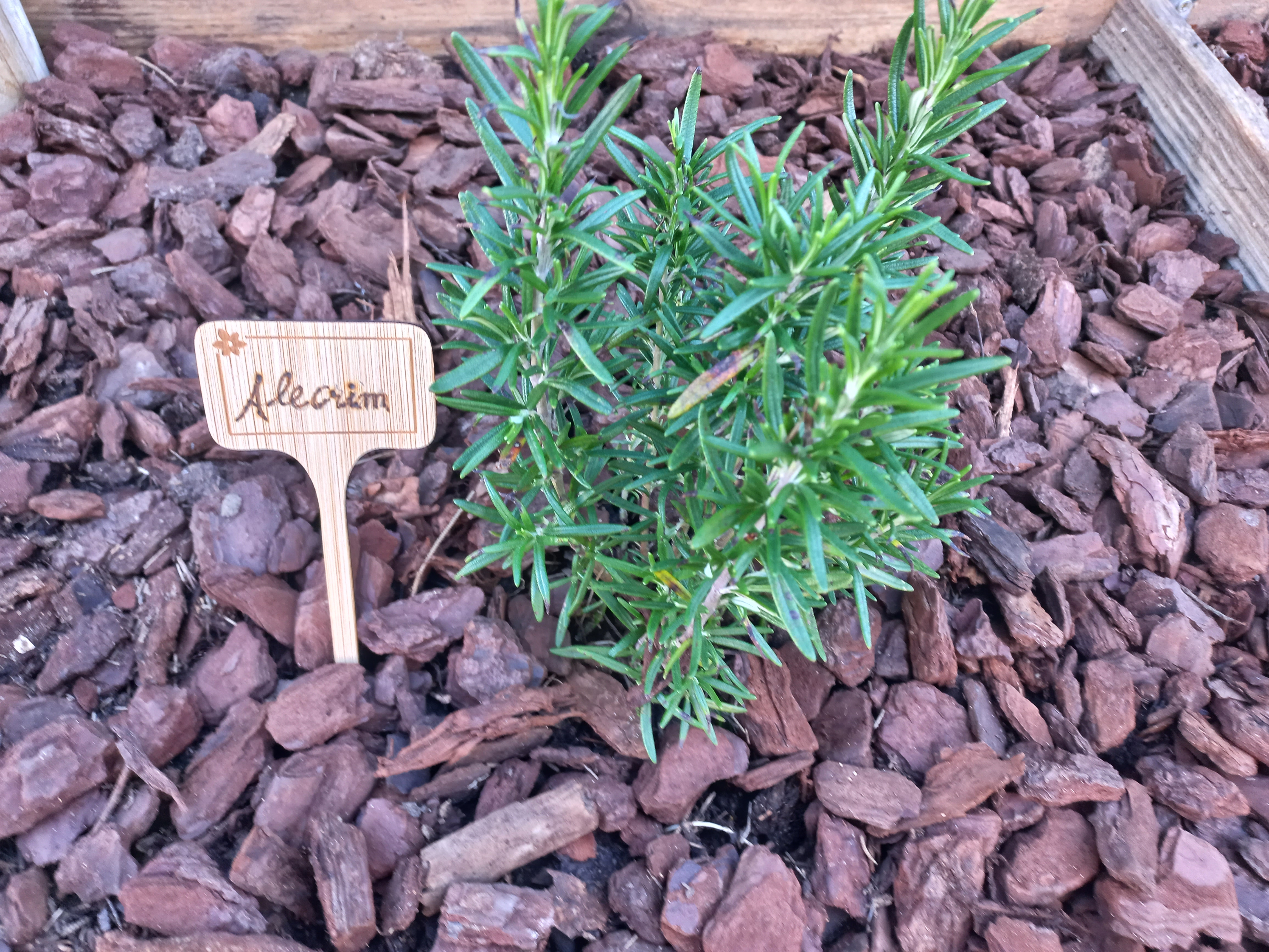 sinalética em cada planta aromática