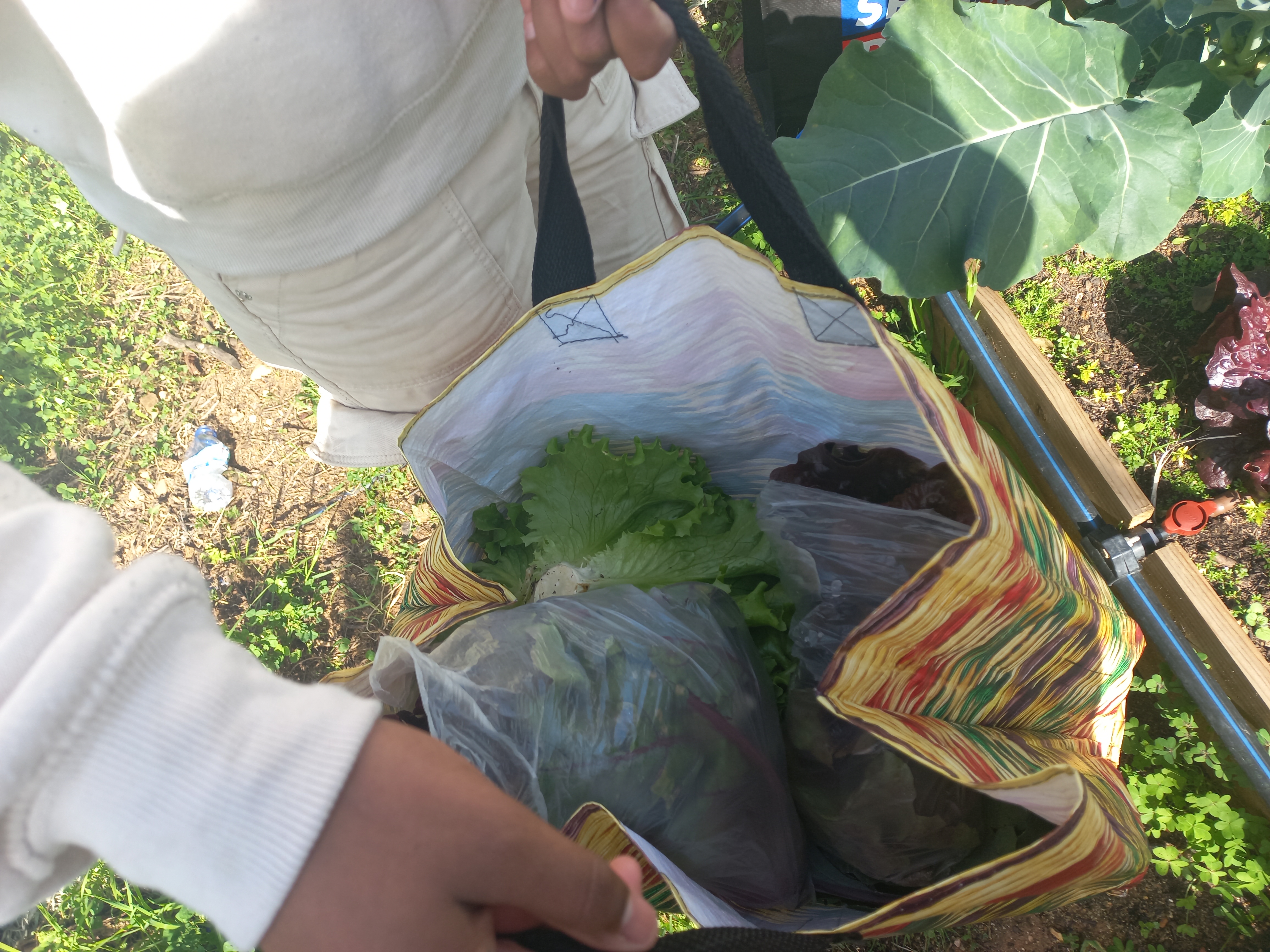 Recolha de produtos hortícolas para consumo