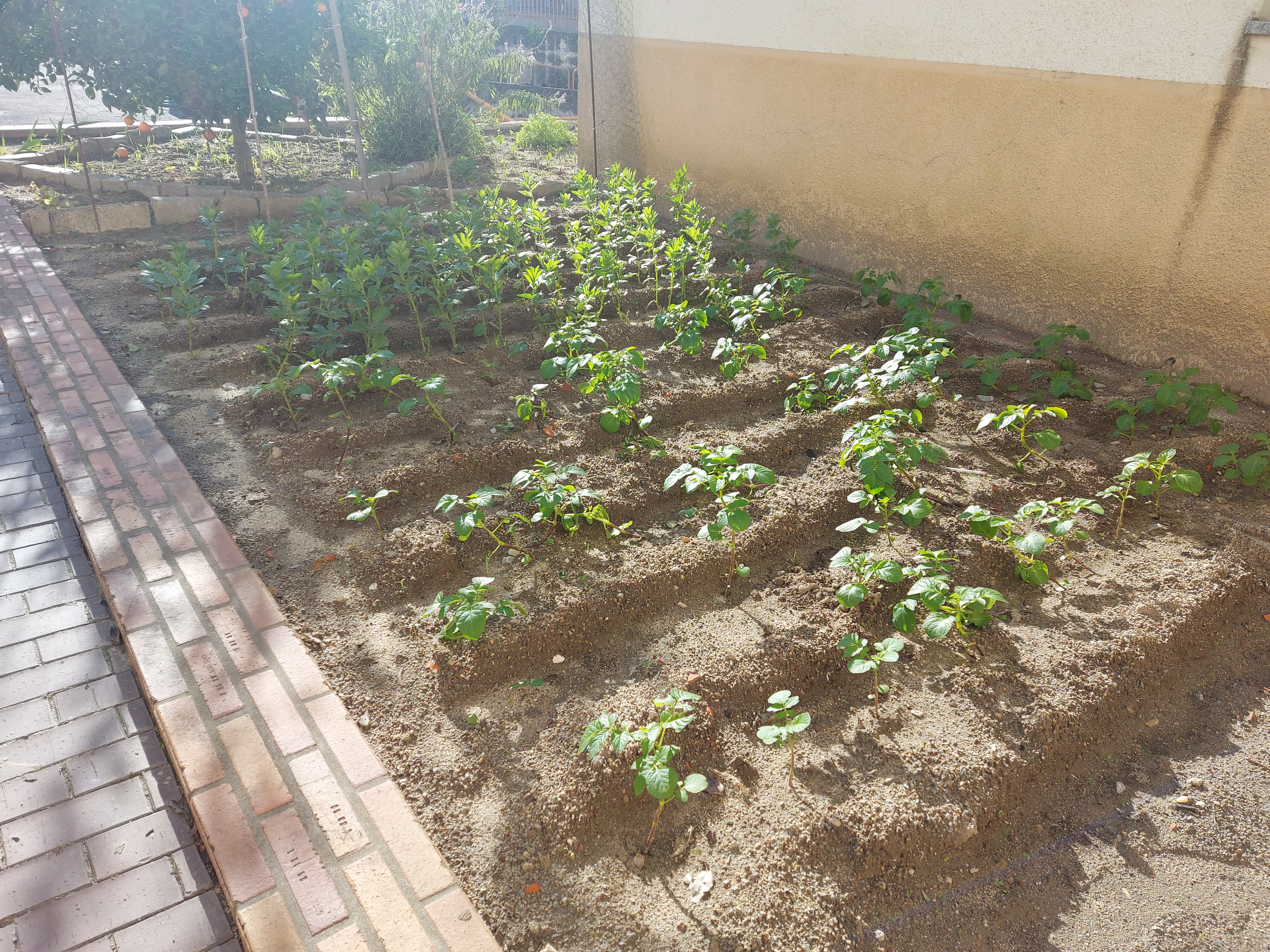 Plantação de batatas e favas.
As ervas daninhas são tiradas com regularidade para que as culturas possam crescer melhor.
