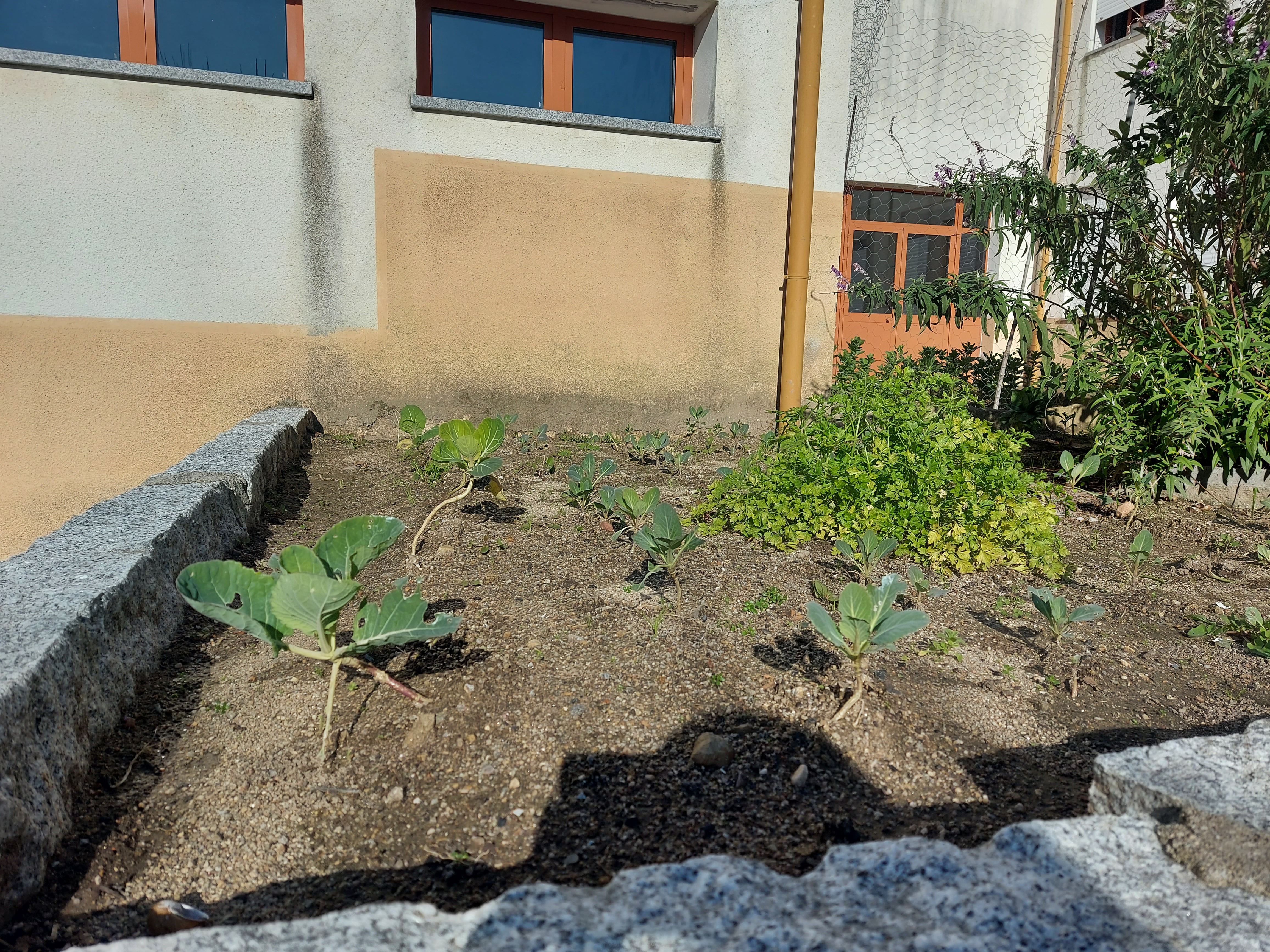 Apesar do frio que se faz sentir, os repolhos da nossa horta conseguiram resistir e continuam a crescer.