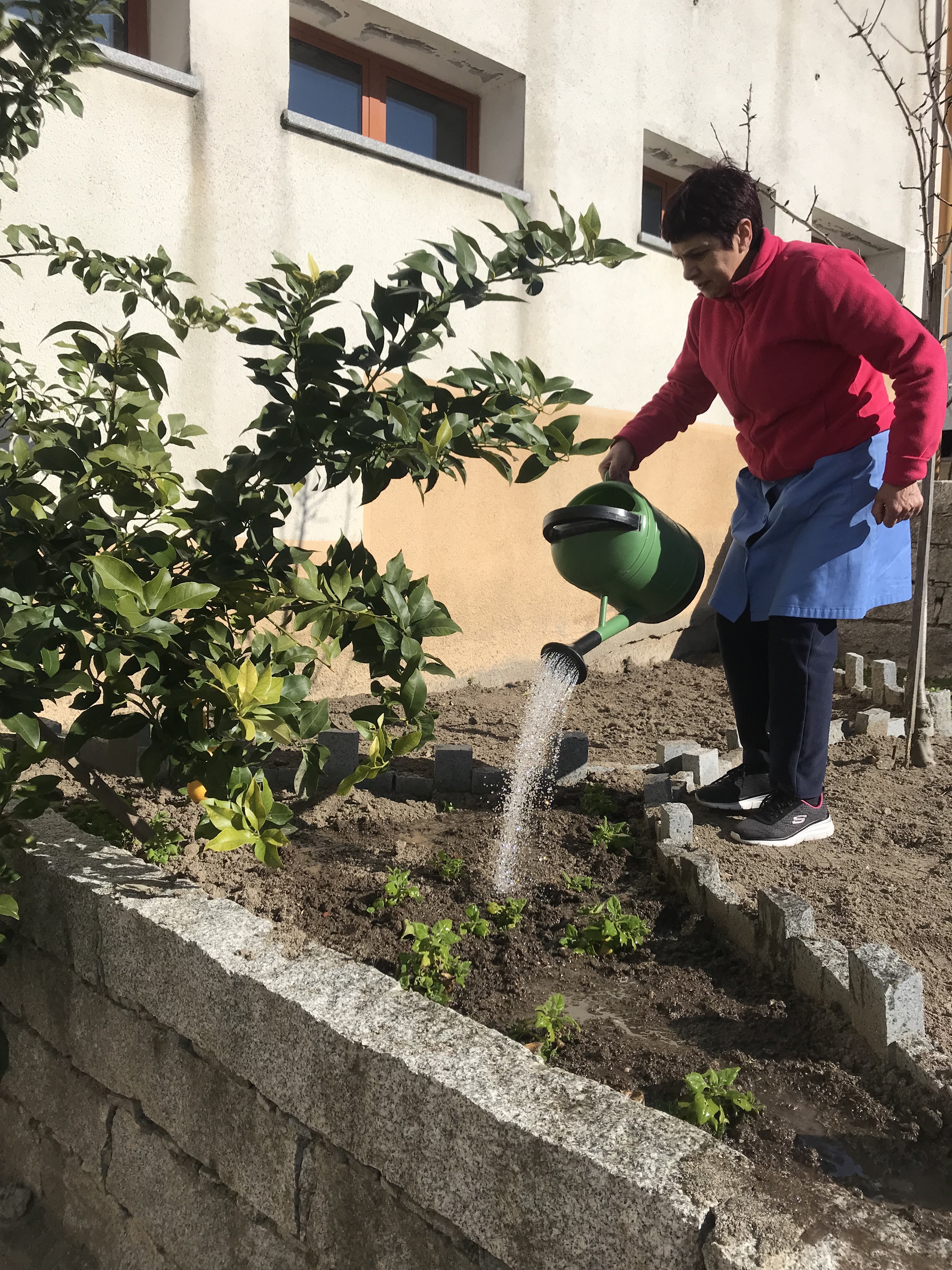 Os primeiros espinafres deste ano letivo.
A horta é regada regularmente pelos nossos alunos, professores e auxiliares.