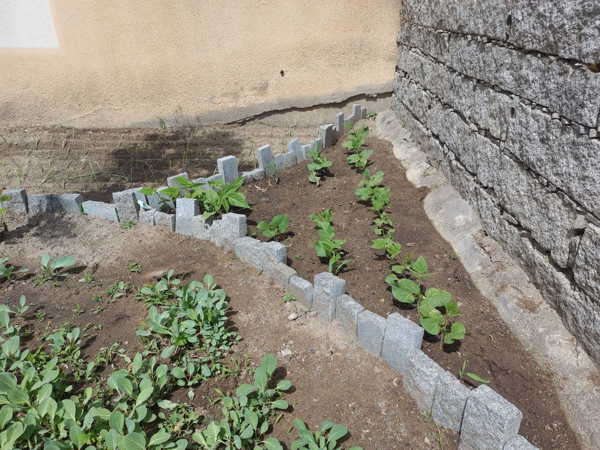 Cebolo, feijão e repolho são algumas das sementes que já germinaram e que as plantas começam a crescer rapidamente.
