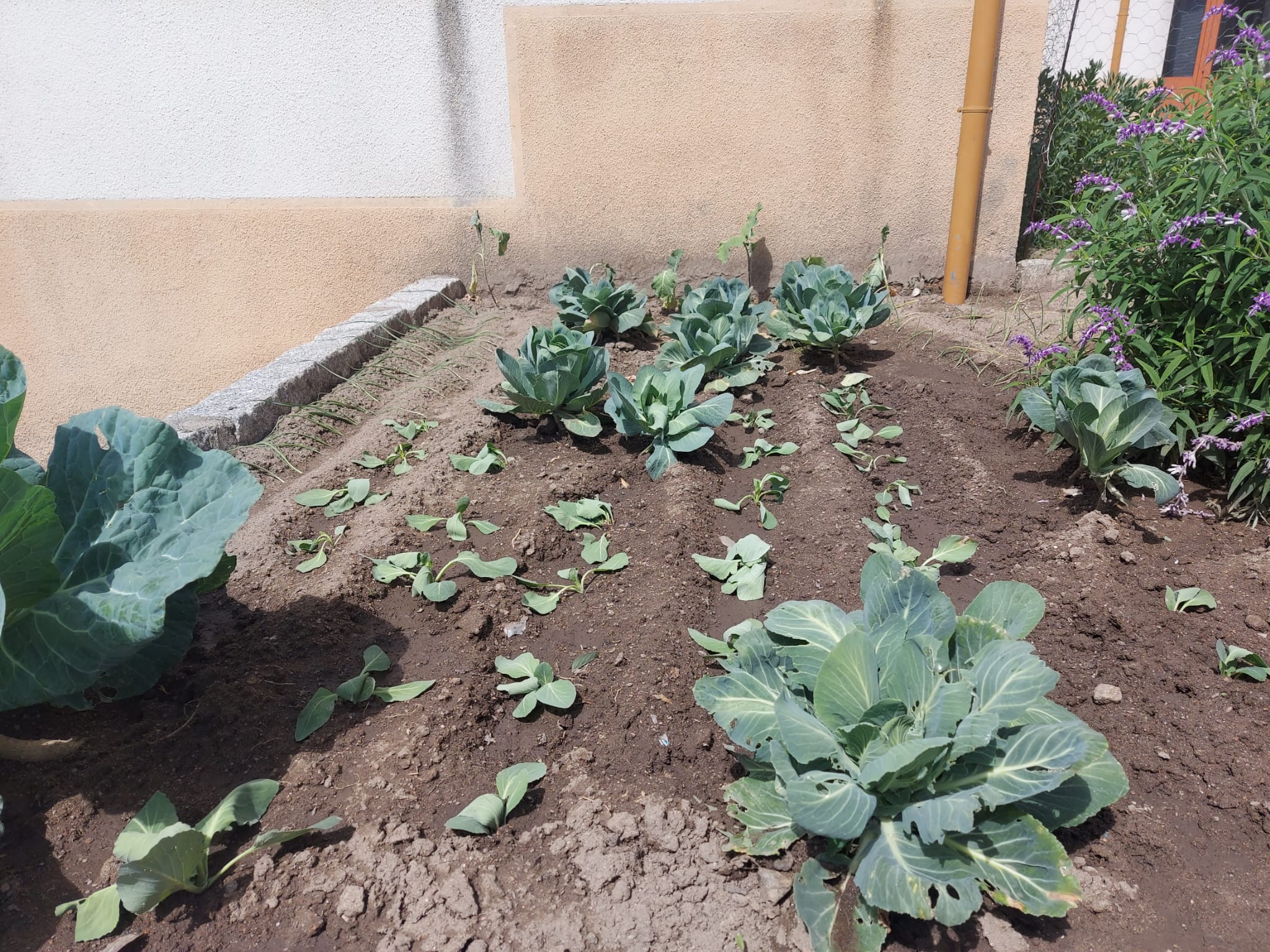 Os repolhos da nossa horta em diferentes fases de crescimento.