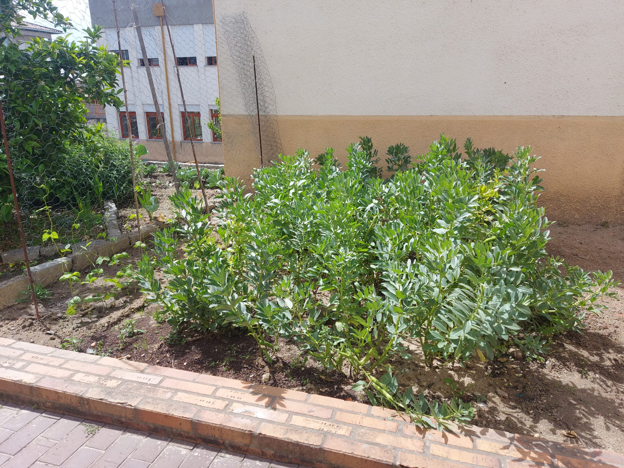 As favas da nossa horta já cresceram e já fizemos as primeiras colheitas.