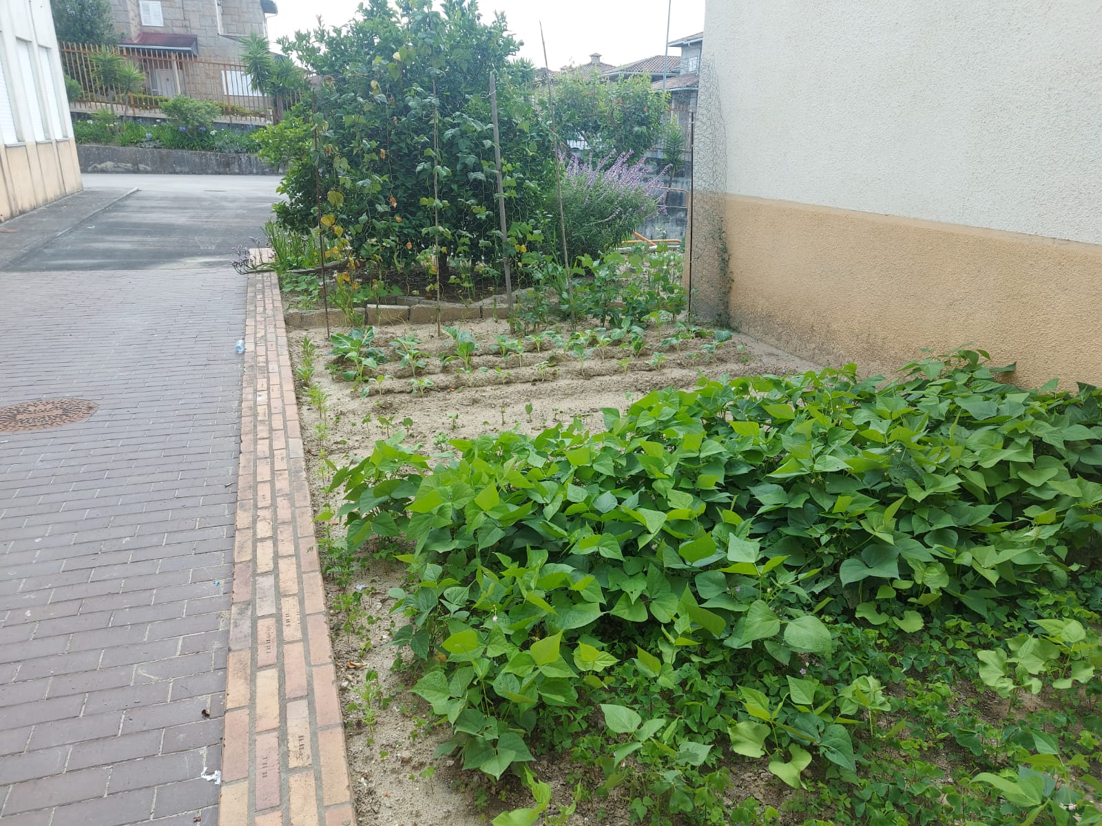 Parte da Horta biológica da Nossa Escola.