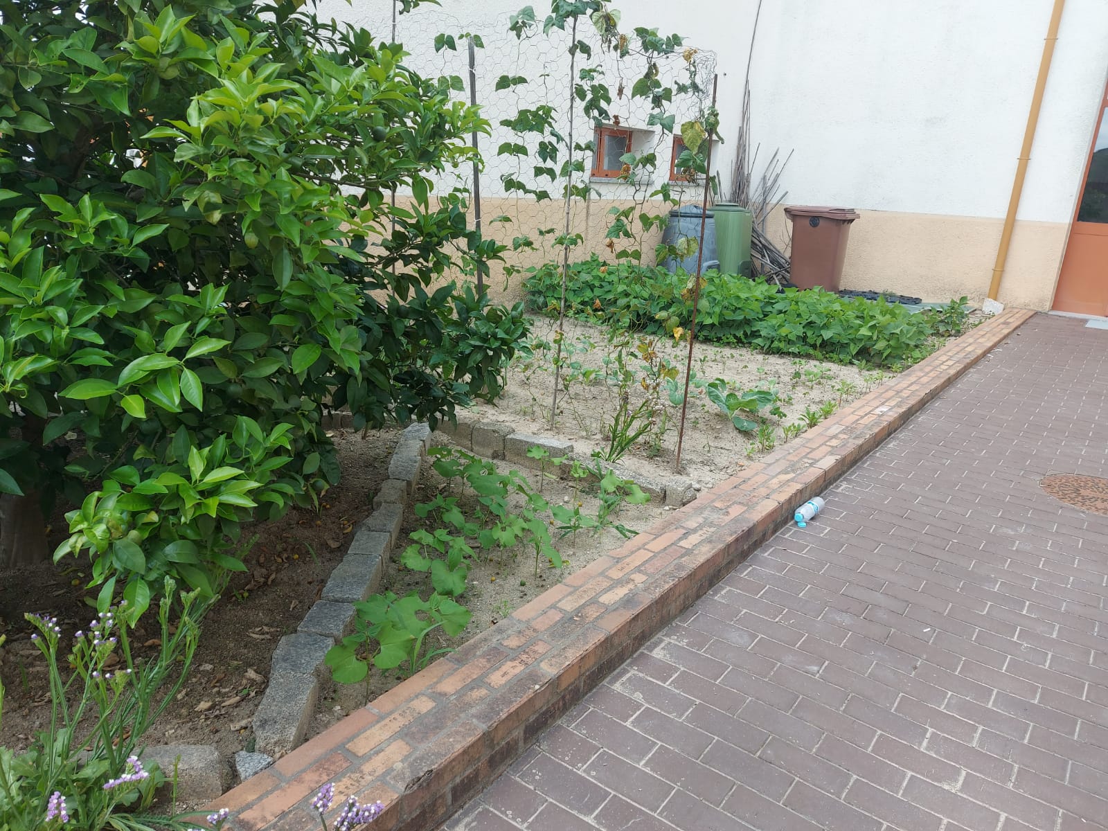 Parte da Horta biológica da Nossa Escola.