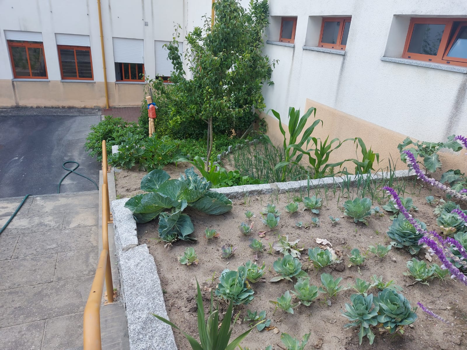Parte da Horta biológica da Nossa Escola.