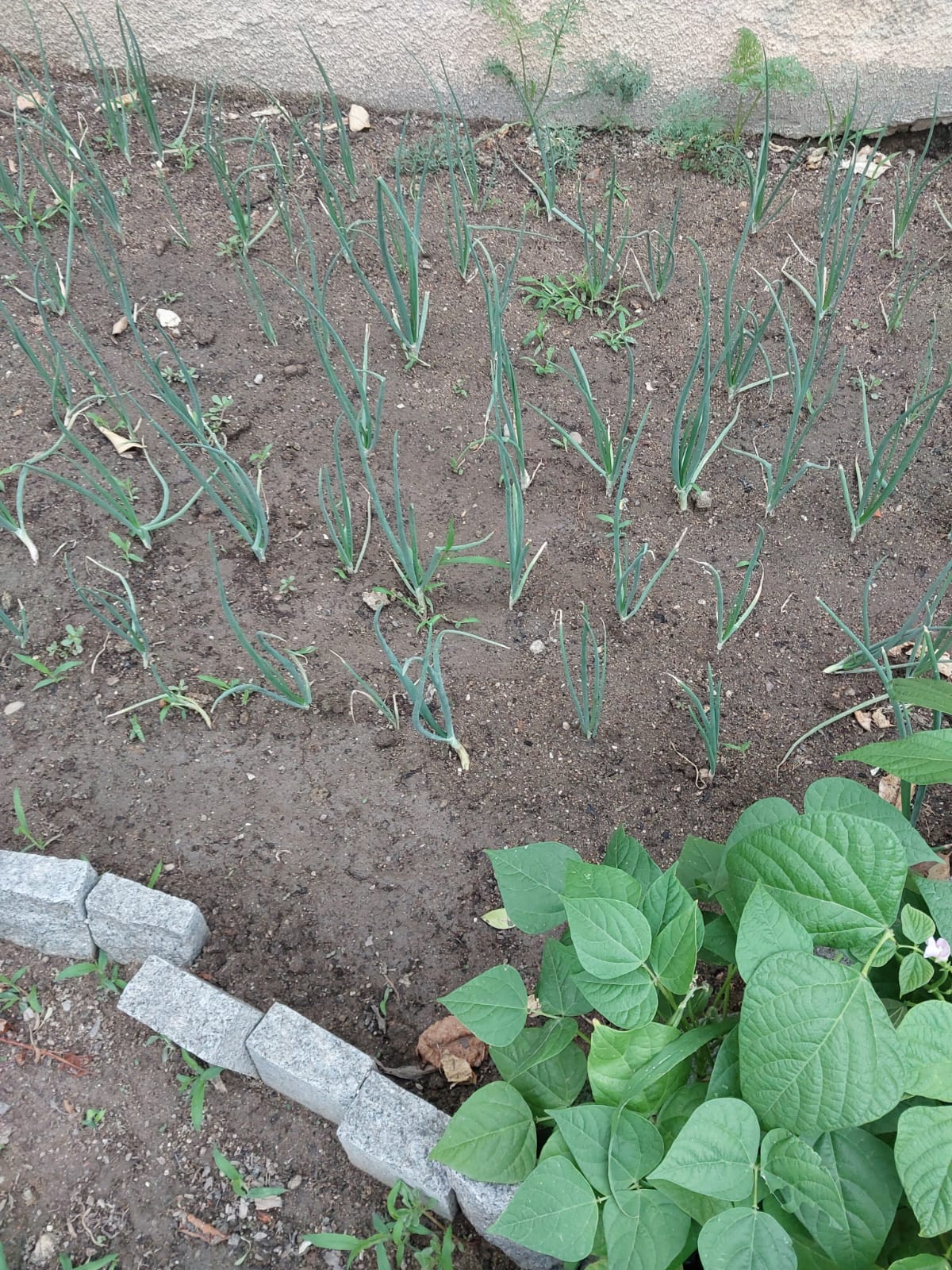 Cebolas