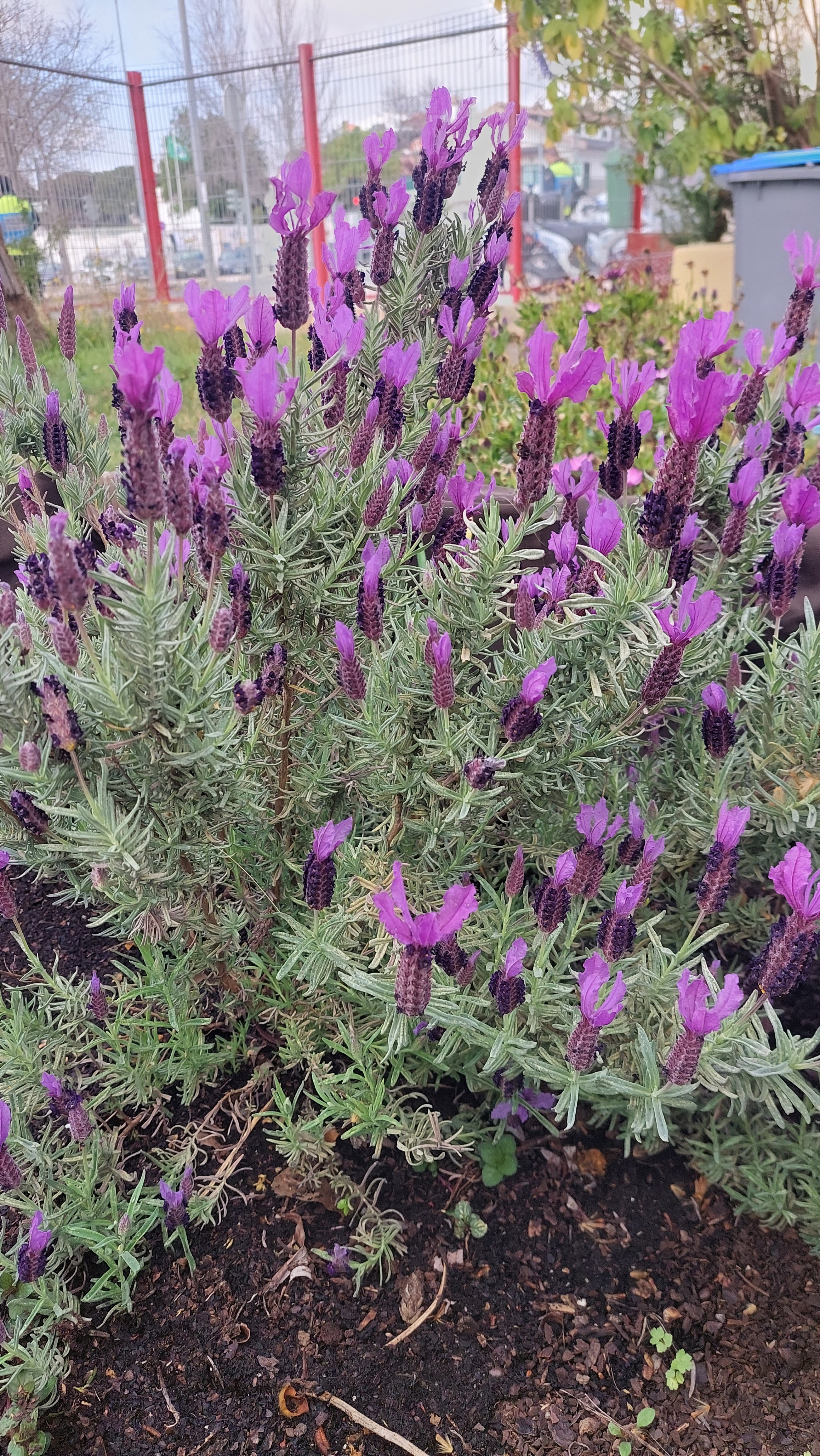 Lavanda.