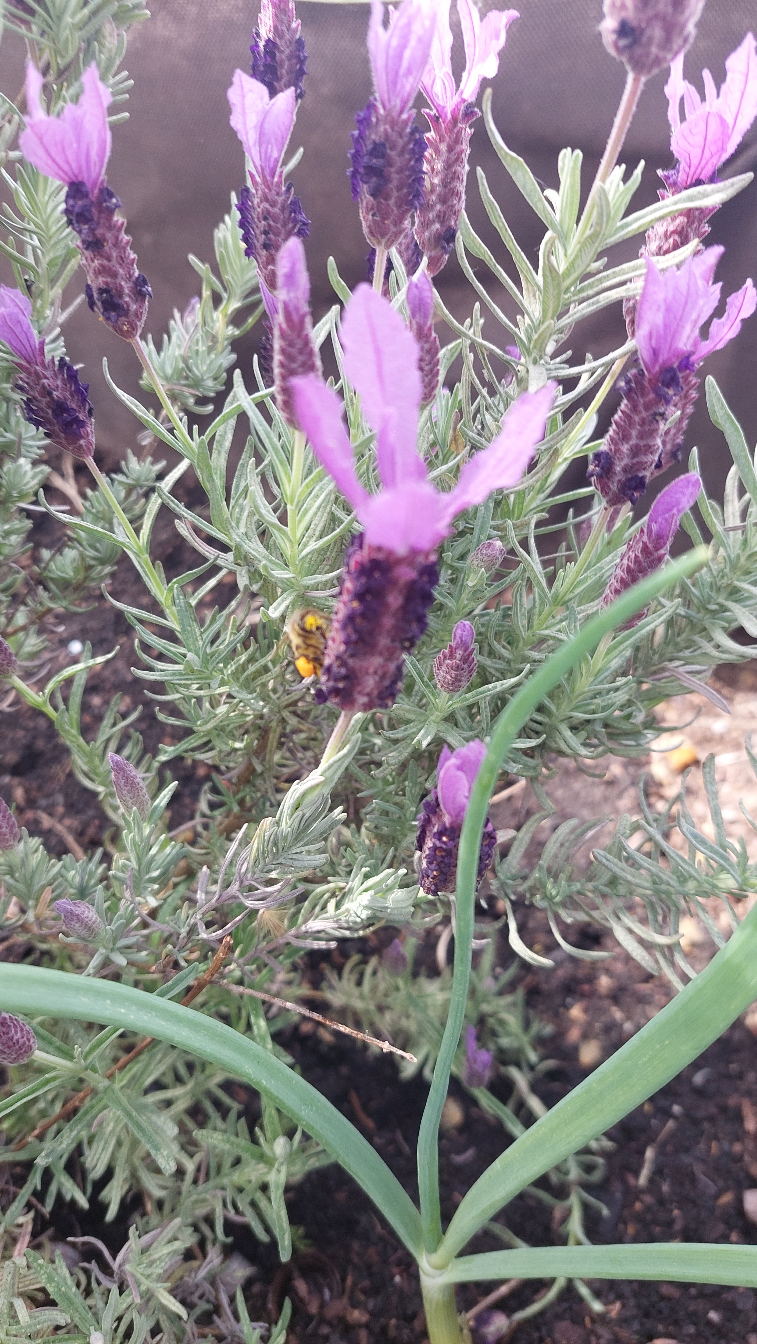 Polinização de lavanda por abelhas