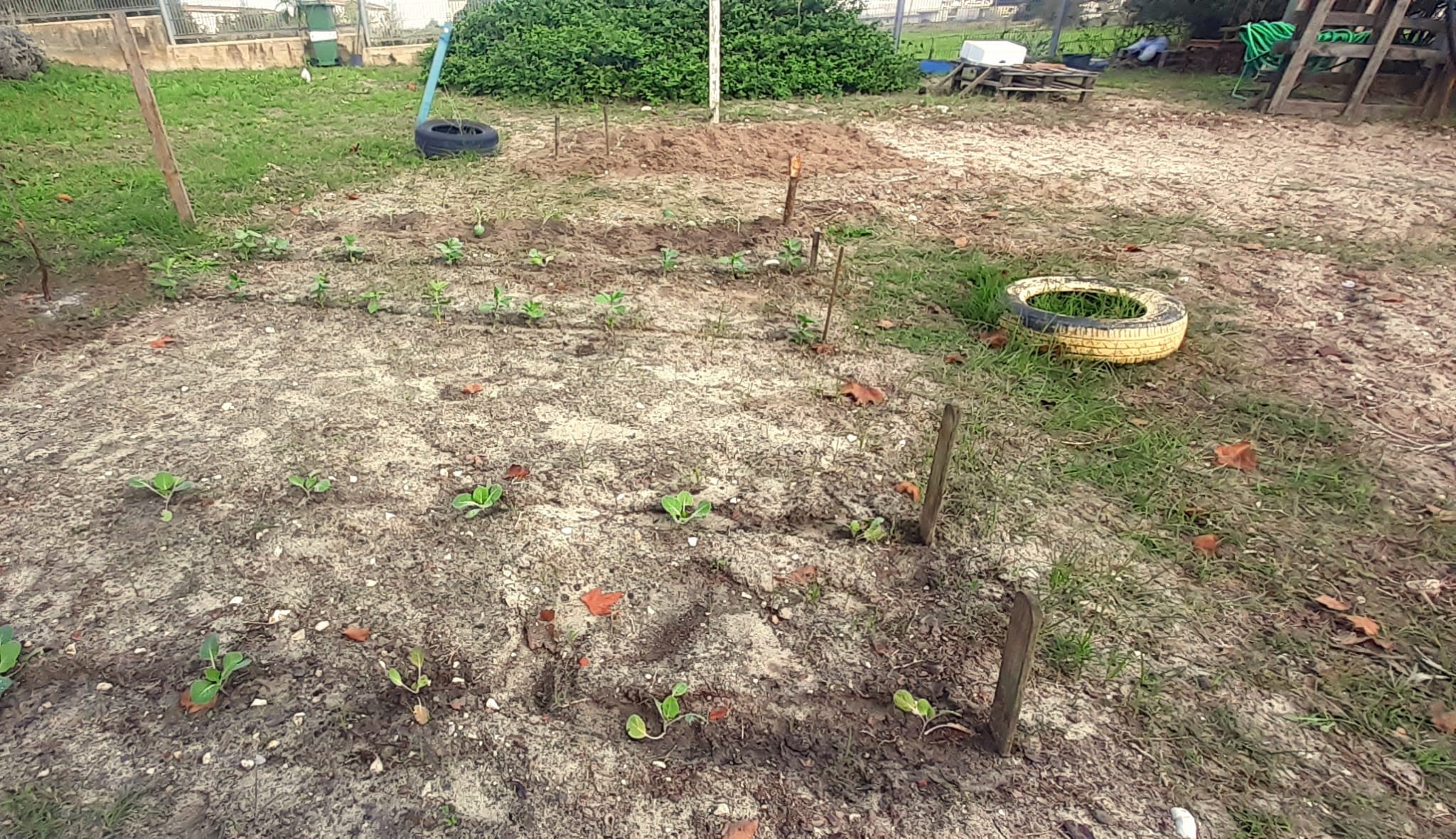 Procedeu-se à colocação das couves na terra. Regou-se as plantas.
