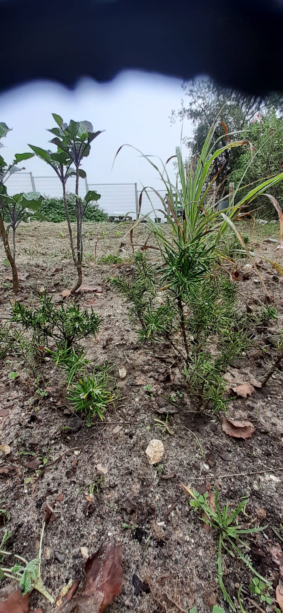 Plantas aromáticas, como o alecrim atrai os insetos benéficos à horta.