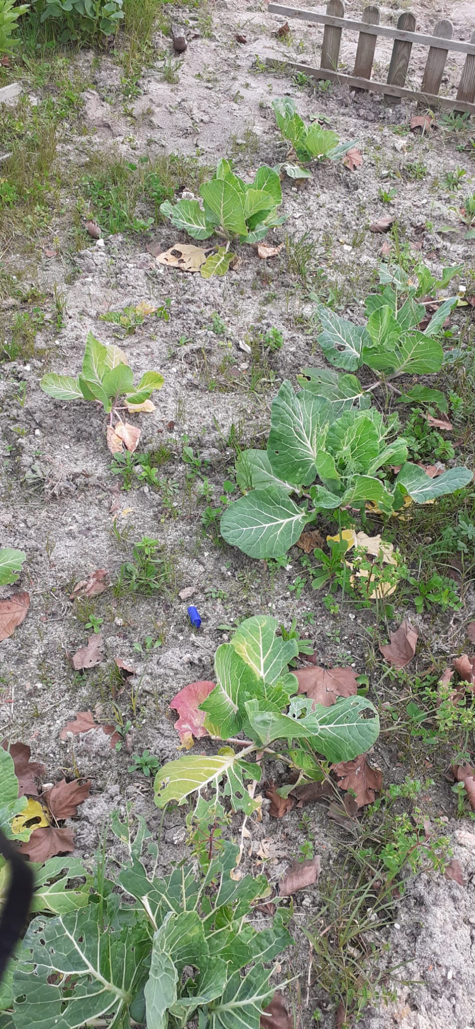 Os alunos semanalmente observam os crescimento dos legumes da horta.