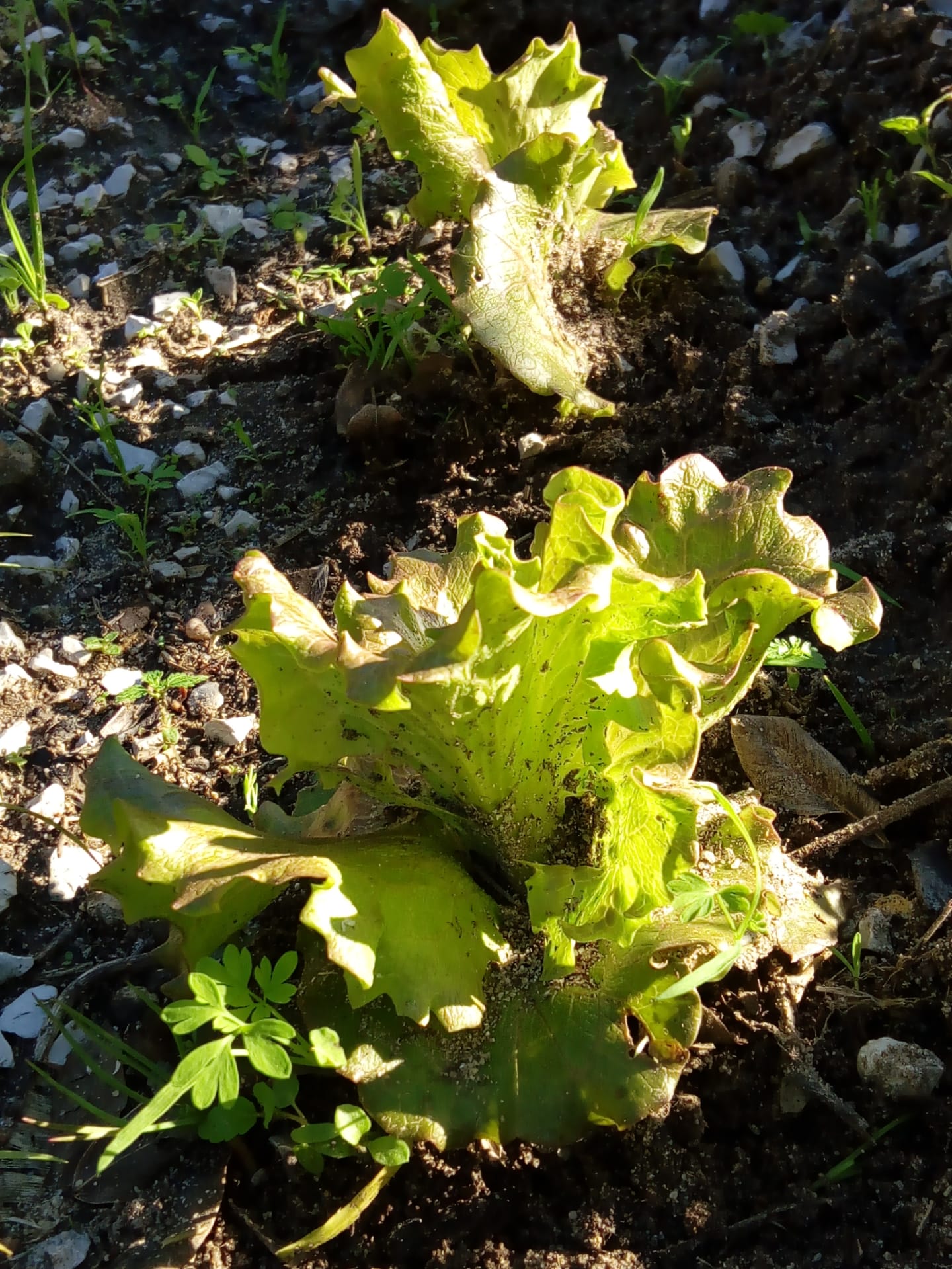 Os alunos semanalmente observam os crescimento dos legumes da horta.