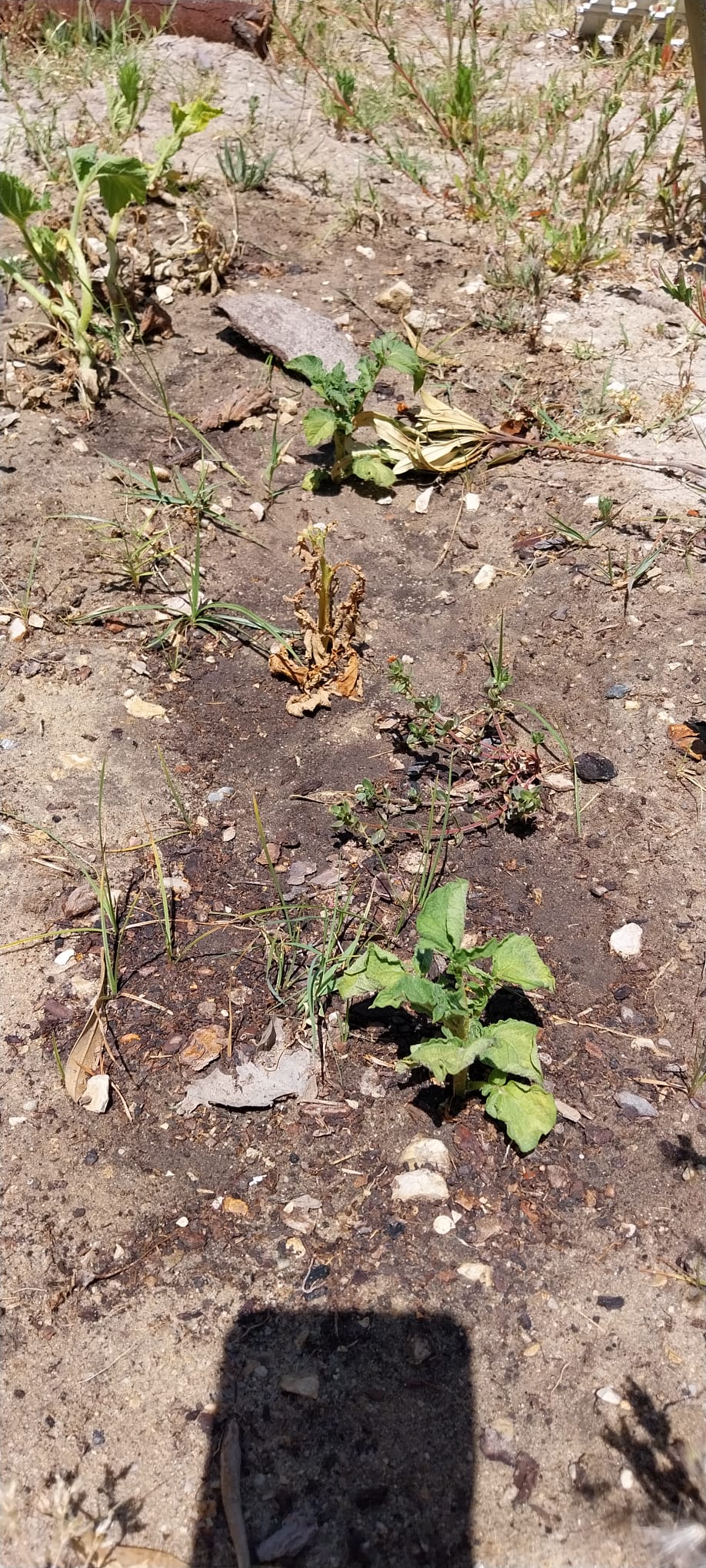 curgete planta que dá fruto, ainda não tem flor.