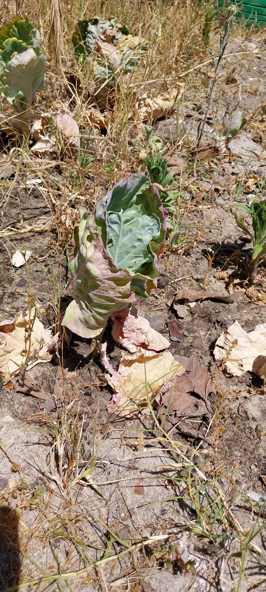 Planta utilizada para sopa - couve.