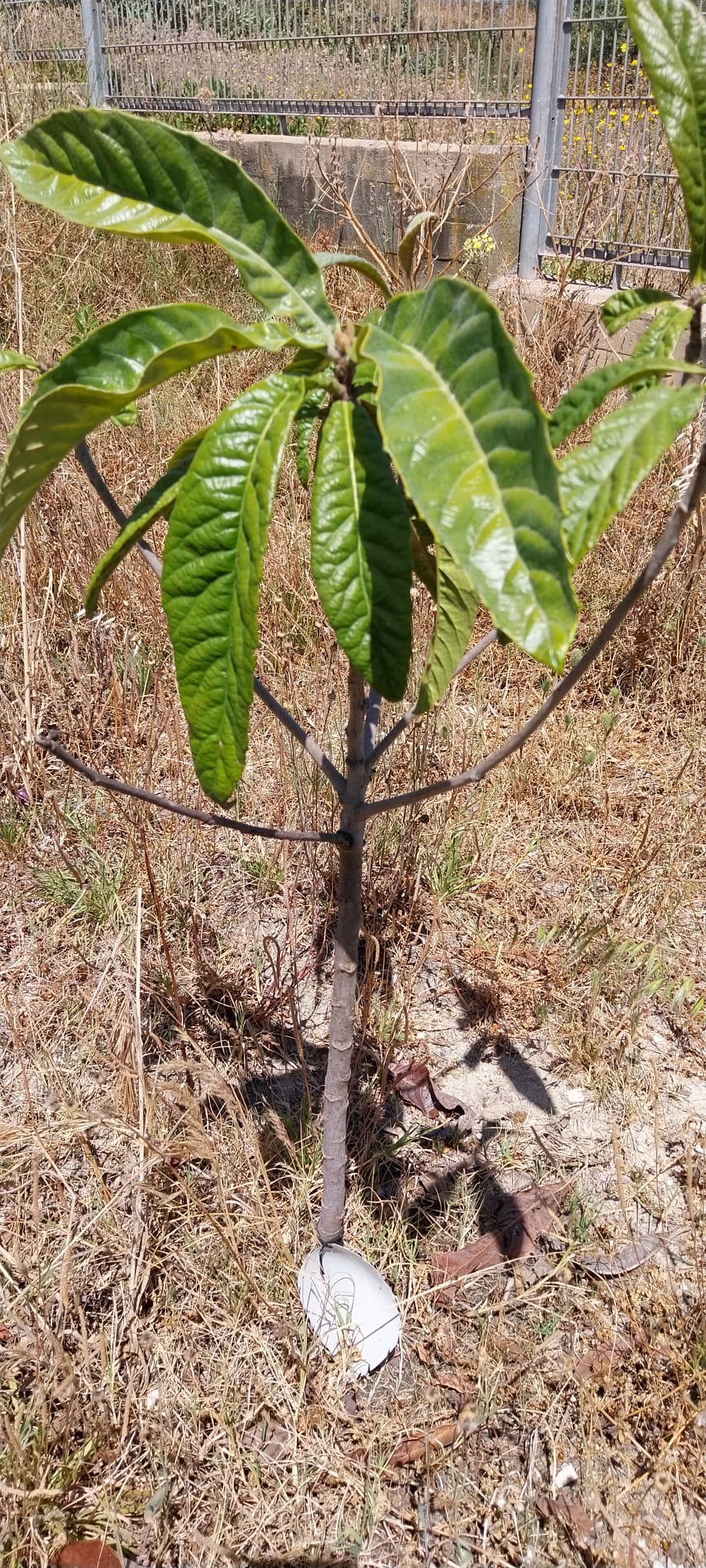 Na horta temos também árvore de fruto, como esta nespereira.