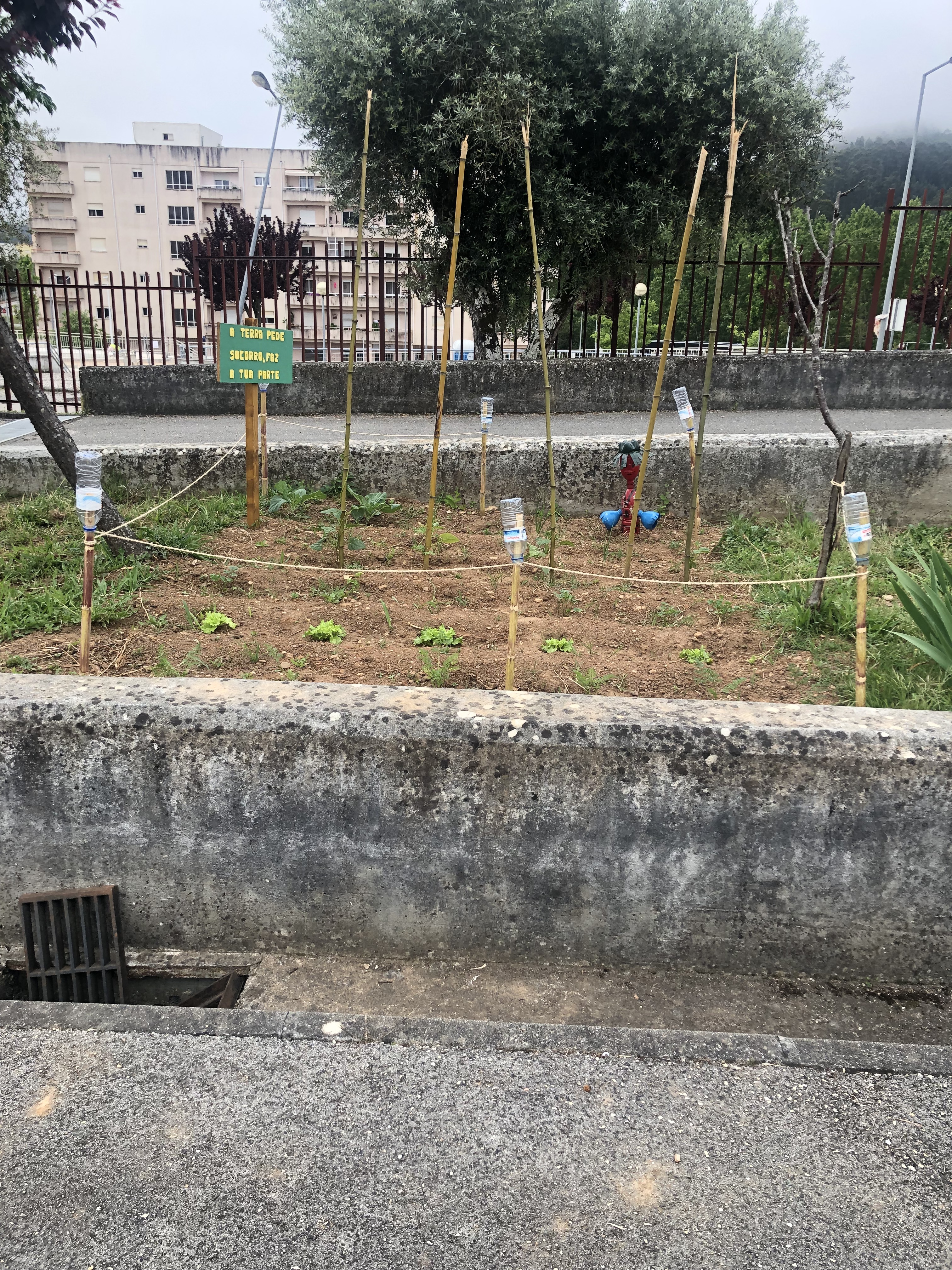 Horta Biológica da Escola José Falcão- espécies cultivadas (couve, alface, cebola, cenoura, feijão e salsa)