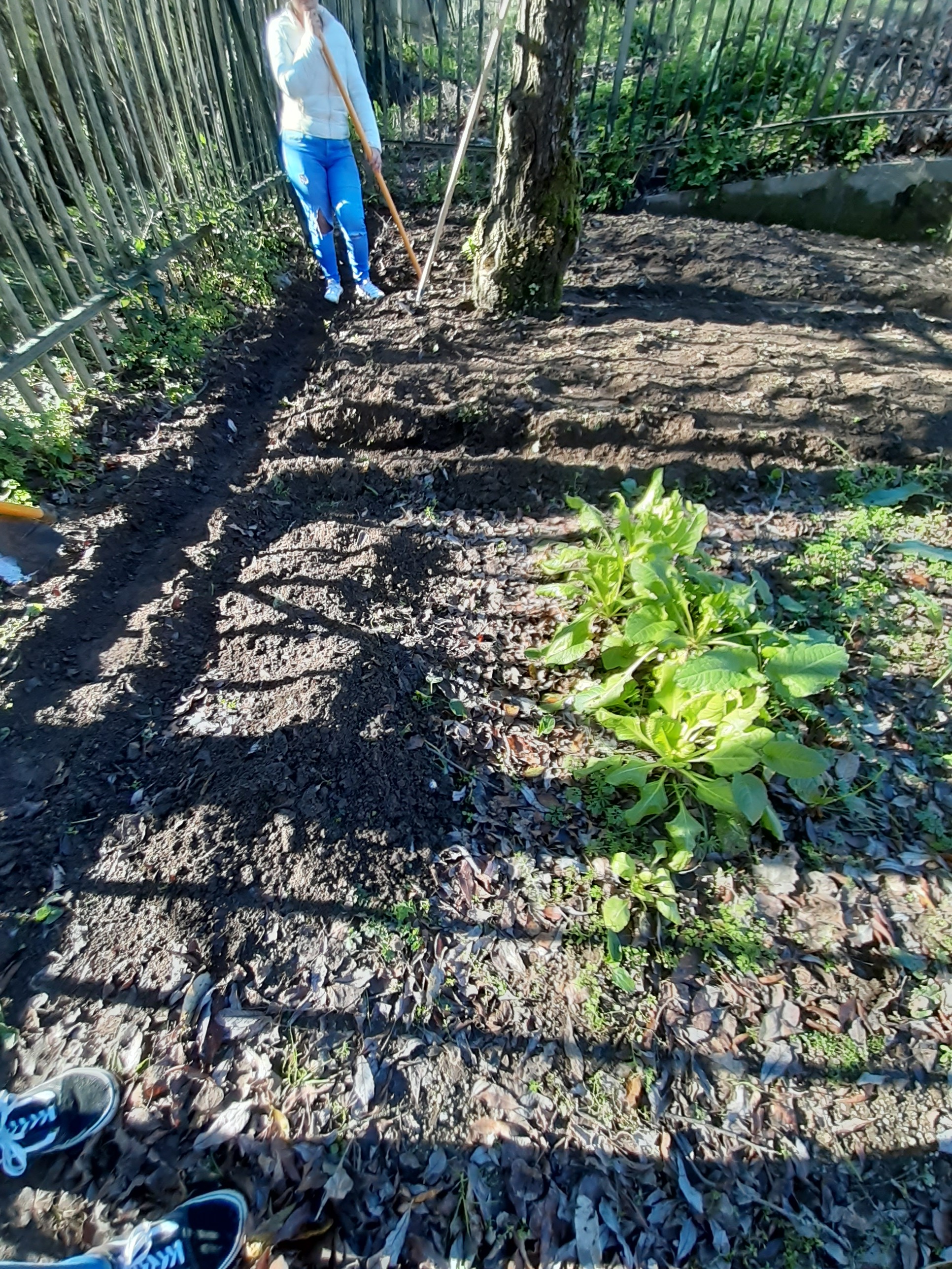 Plantação de couves na horta.