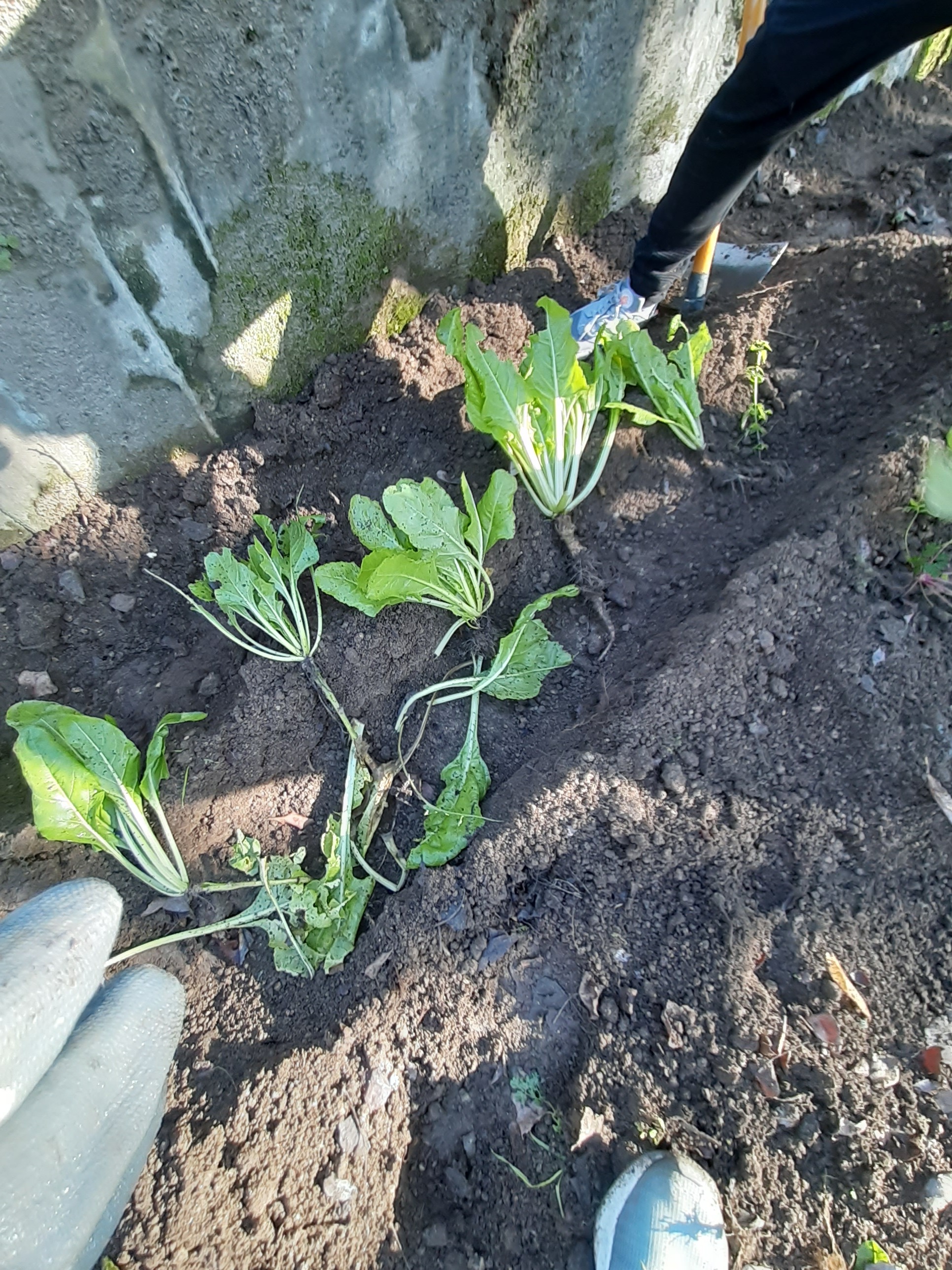Plantação de acelga na horta.