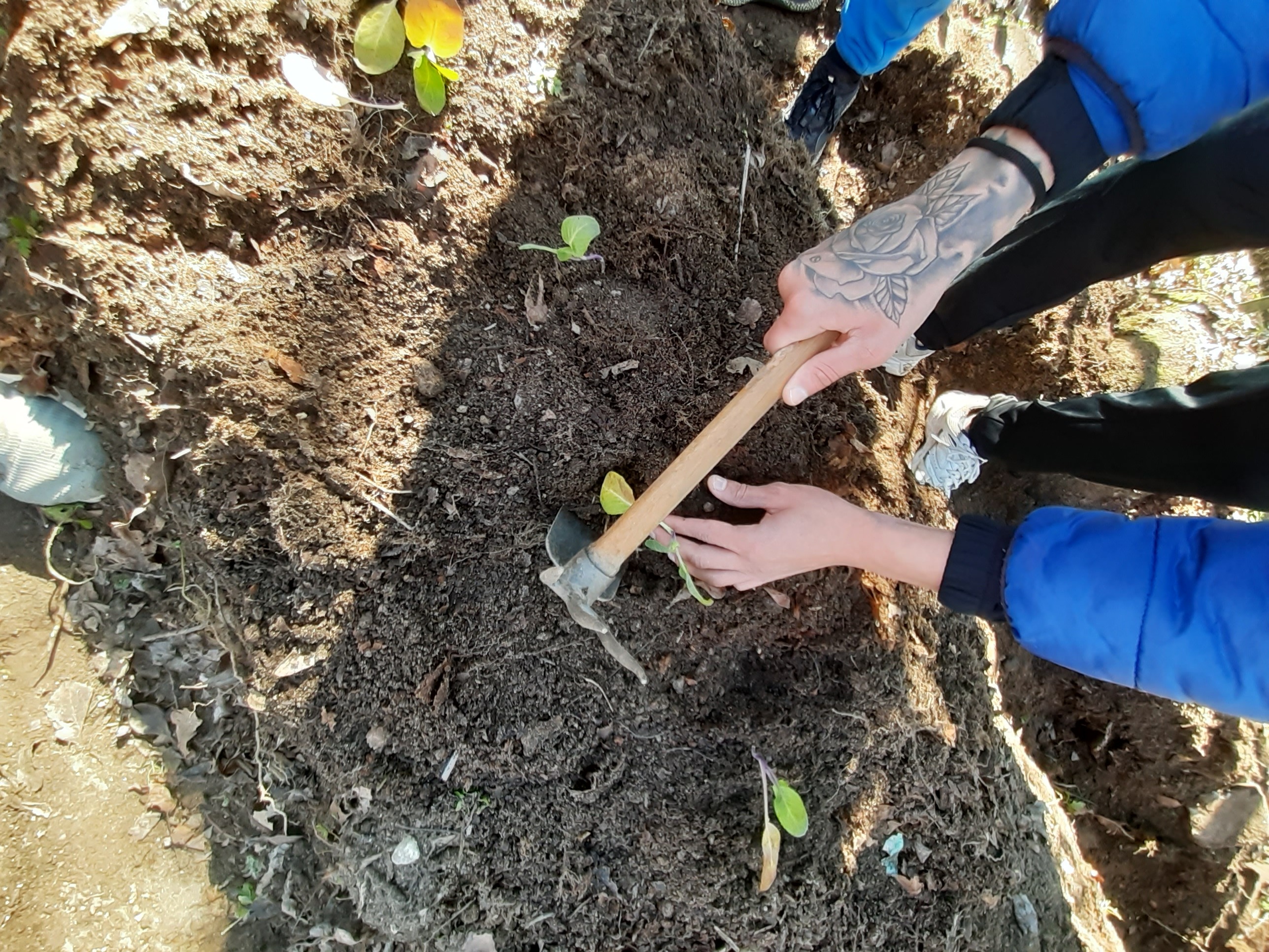 Plantação de repolhos na horta.