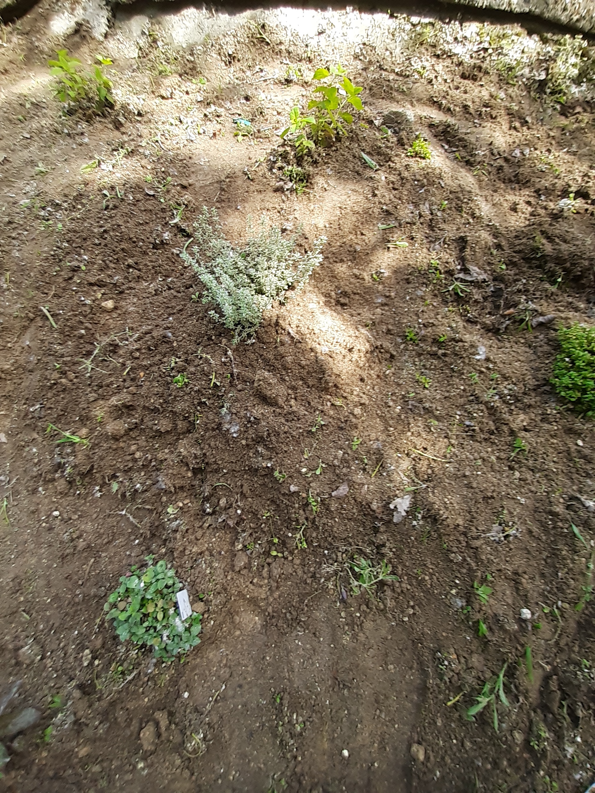 Manutenção do espaço das aromáticas na horta da escola, ( Tomilho, hortelã, oregãos e cidreira.)