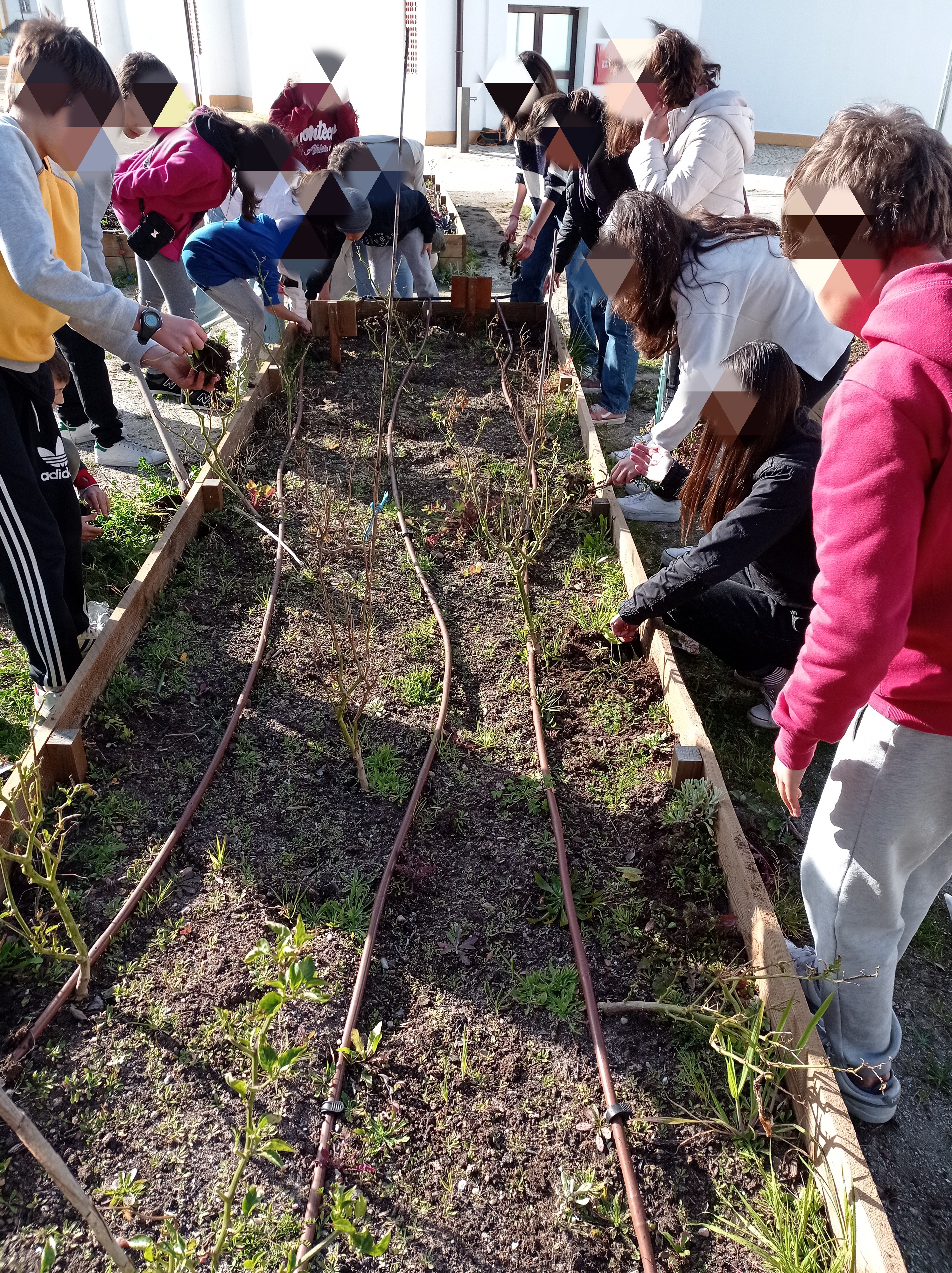 Preparação da horta
Os alunos removeram as ervas daninhas e prepararam o terreno para plantarem produtos da época. Cada turma tem o seu canteiro, pelo qual é responsável durante o ano letivo.
