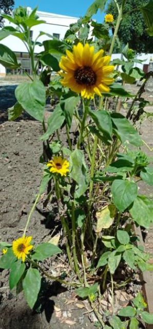 A nossa horta está colorida de amarelo - Os girassóis já estão grandes com o calor do Alentejo cresceram rápido!