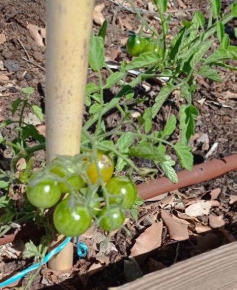 Cá estão eles cherrys! Os nossos tomates cherrys estão quase prontos para serem colhidos e comidos numa bela salada!