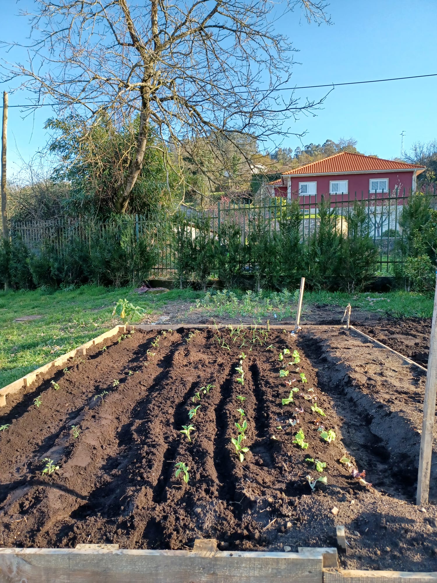 plantação de tomates e pimentos
