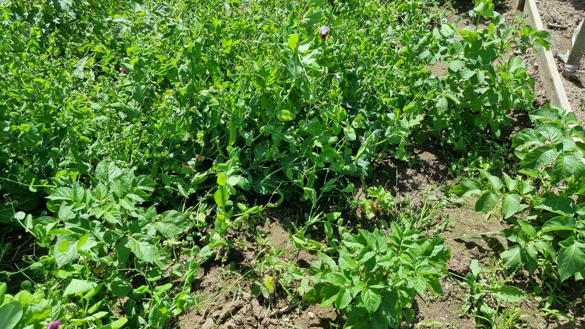 Ervilhas e favas