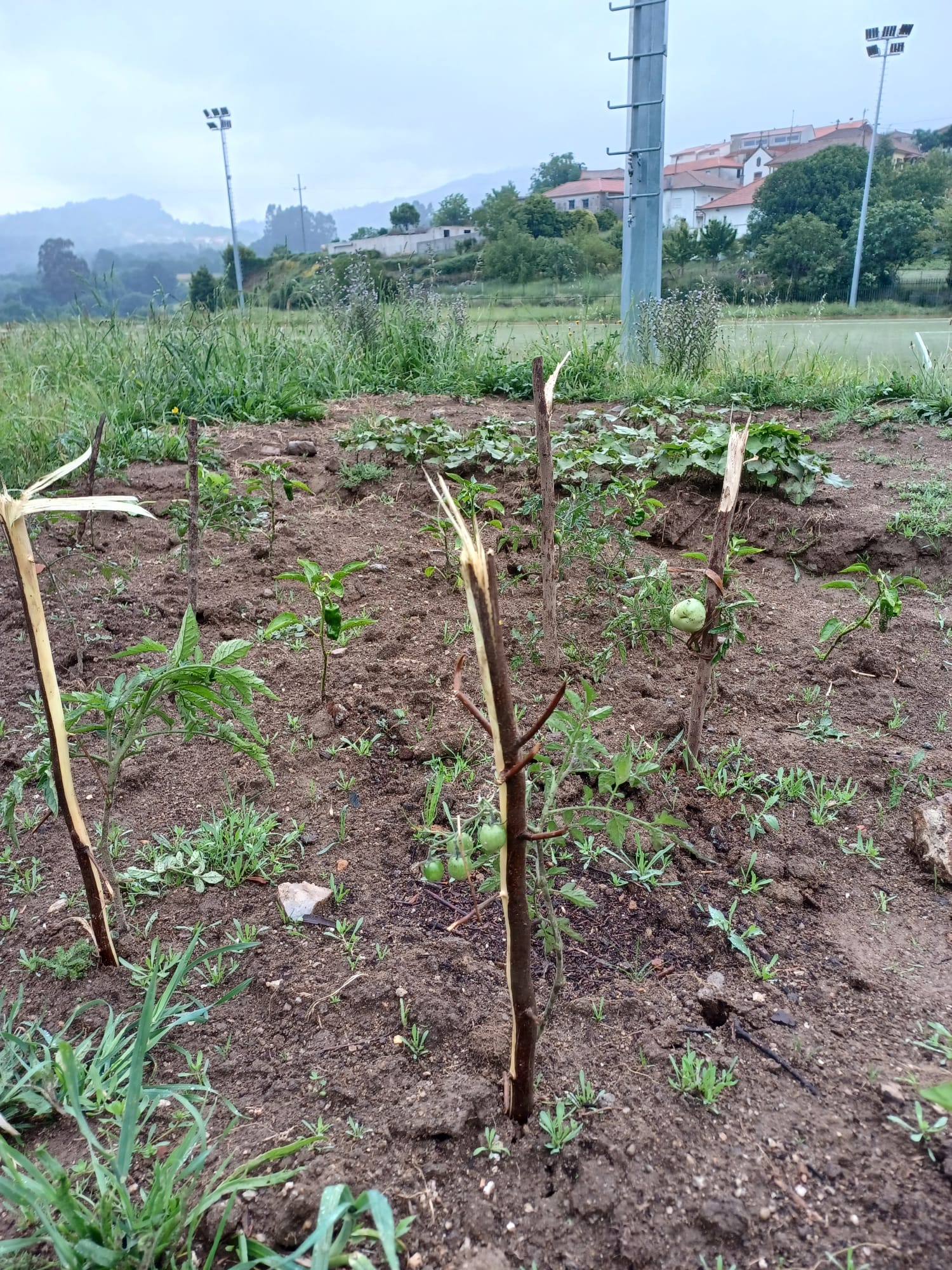 Primeiros tomates.