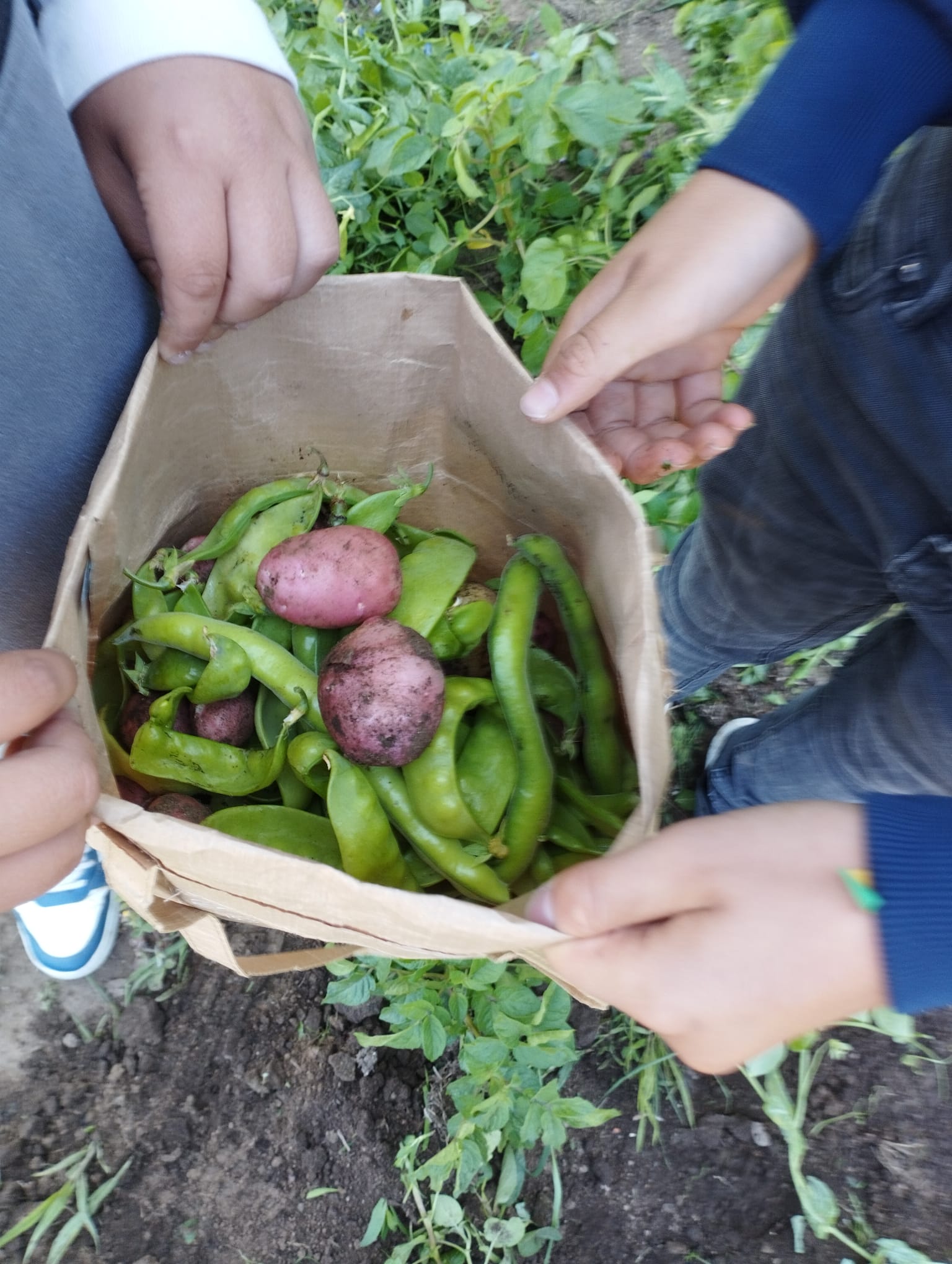Colheita das favas e ervilhas
