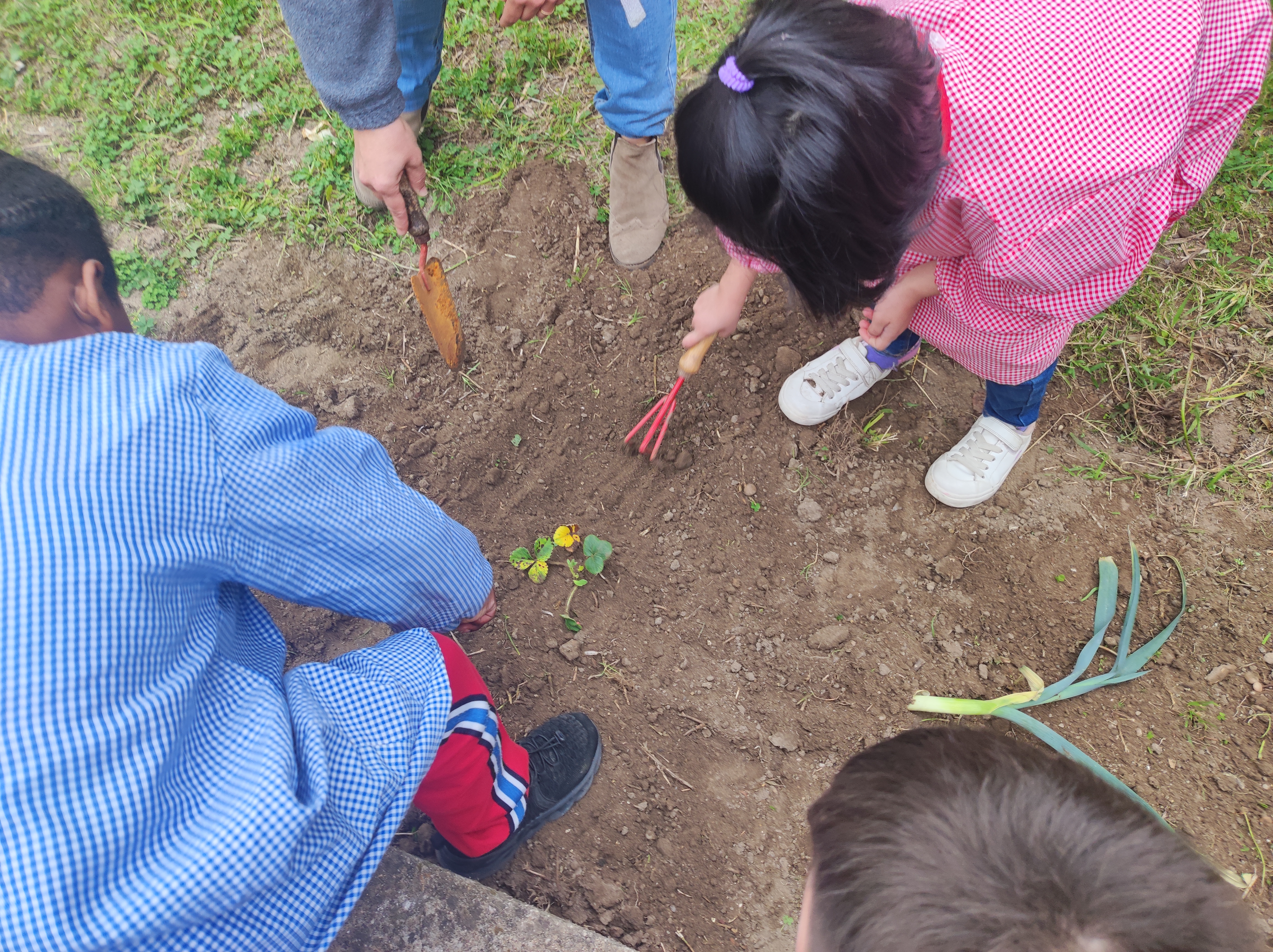 Alunos do pré-escolar preparam a terra e plantam alho francês, morangos, alface (fevereiro)