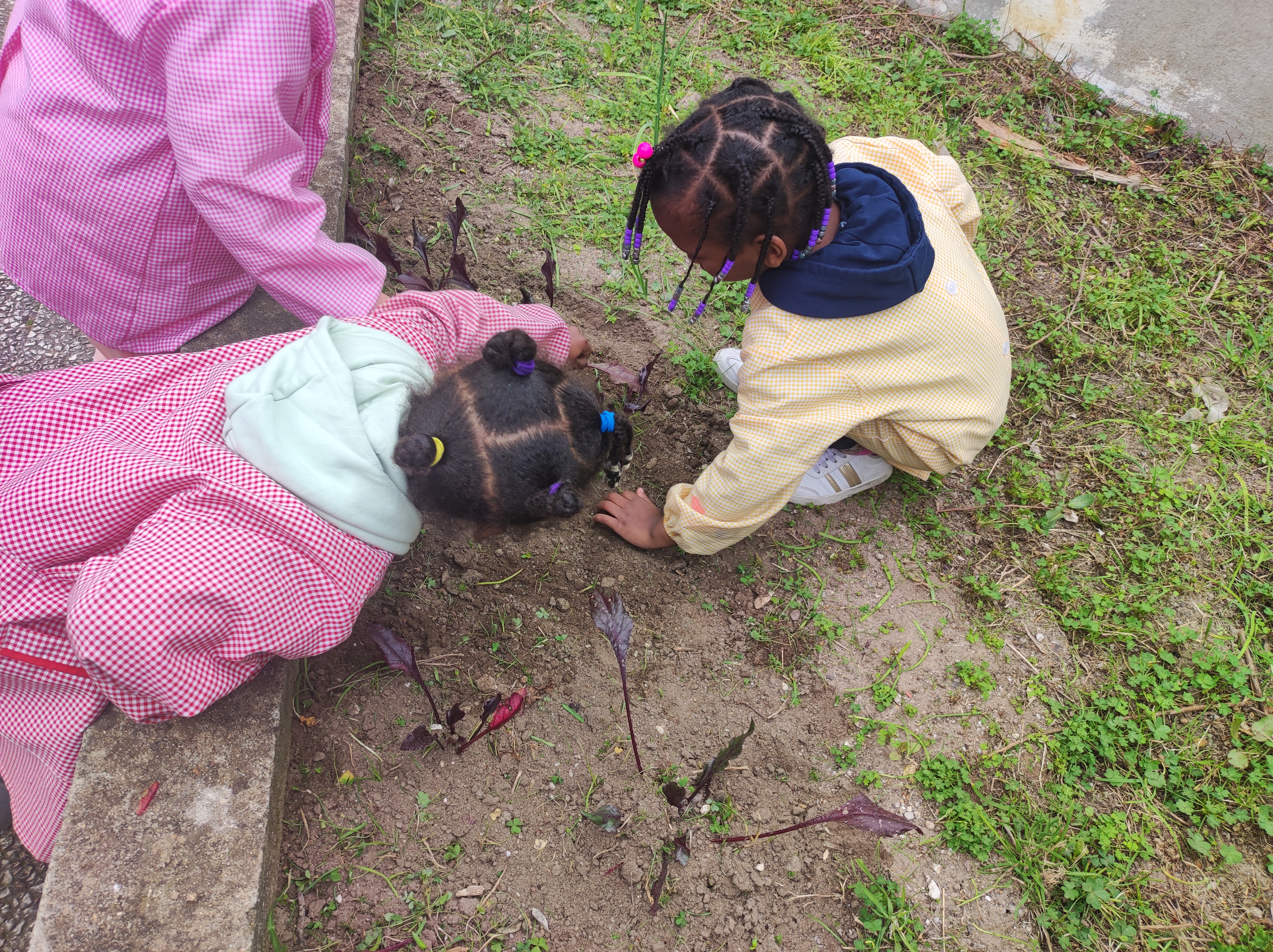 Alunos do pré-escolar preparam a terra e plantam alho francês, morangos, alface (fevereiro)