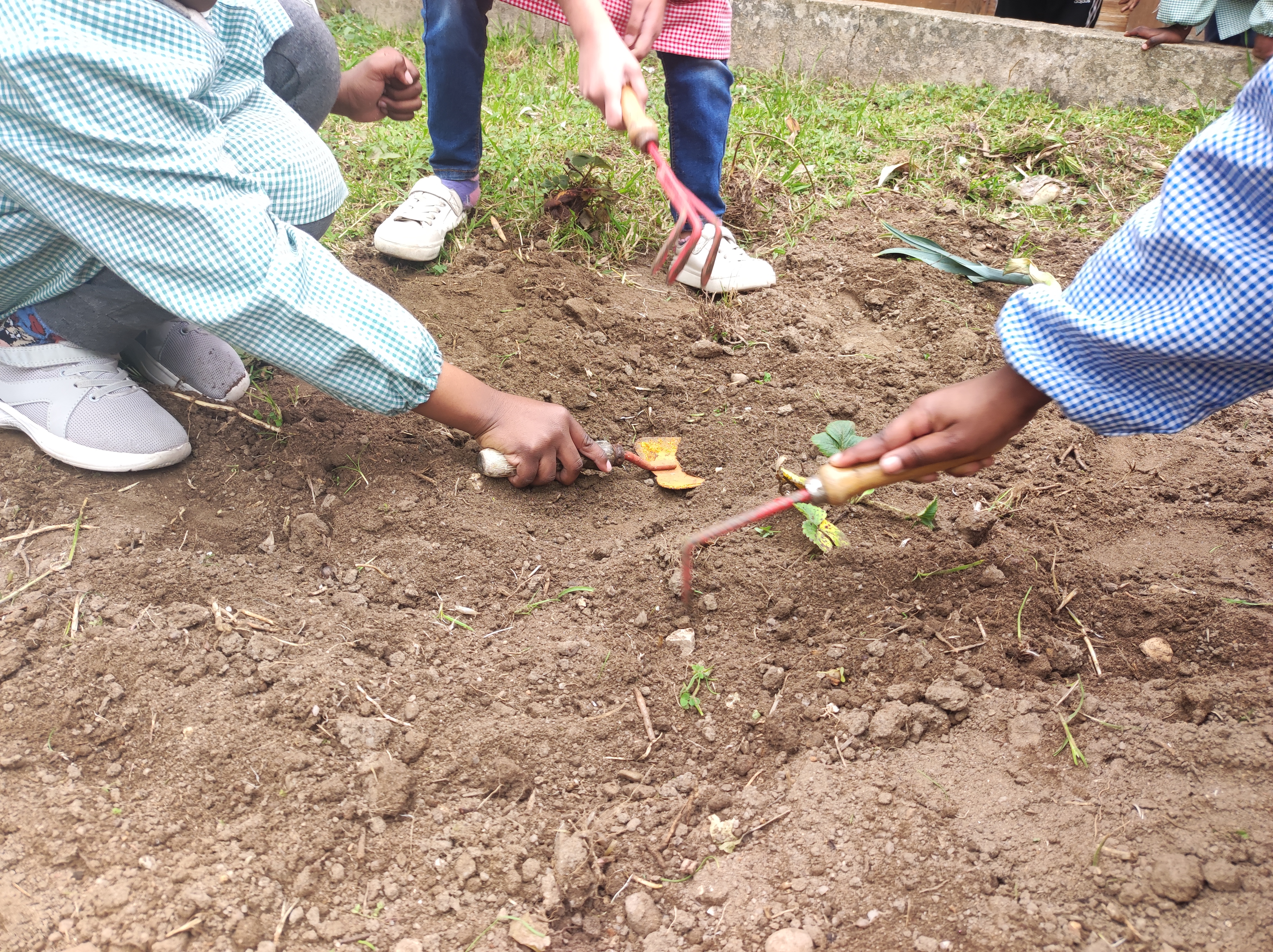 Alunos do pré-escolar preparam a terra e plantam alho francês, morangos, alface (fevereiro)