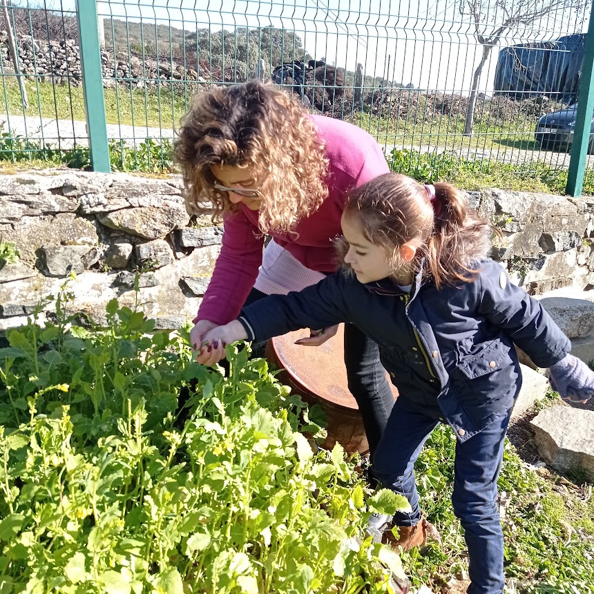 Colheita de grelos para utilizar na refeição dos alunos.