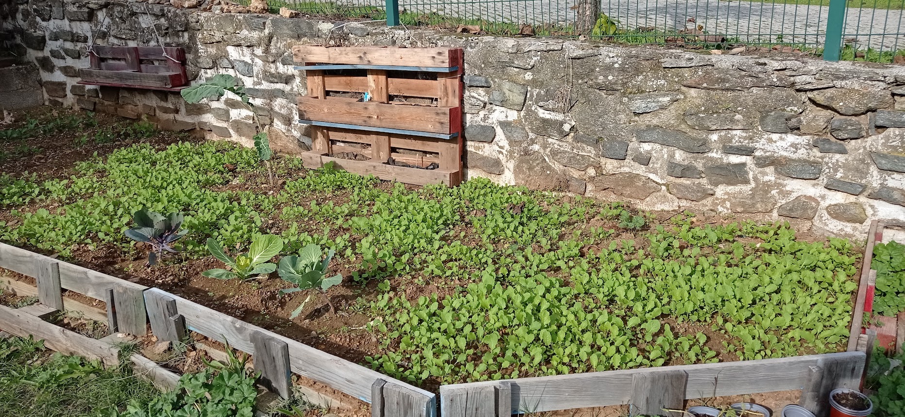 Obervação do crescimento das sementes/plantas.