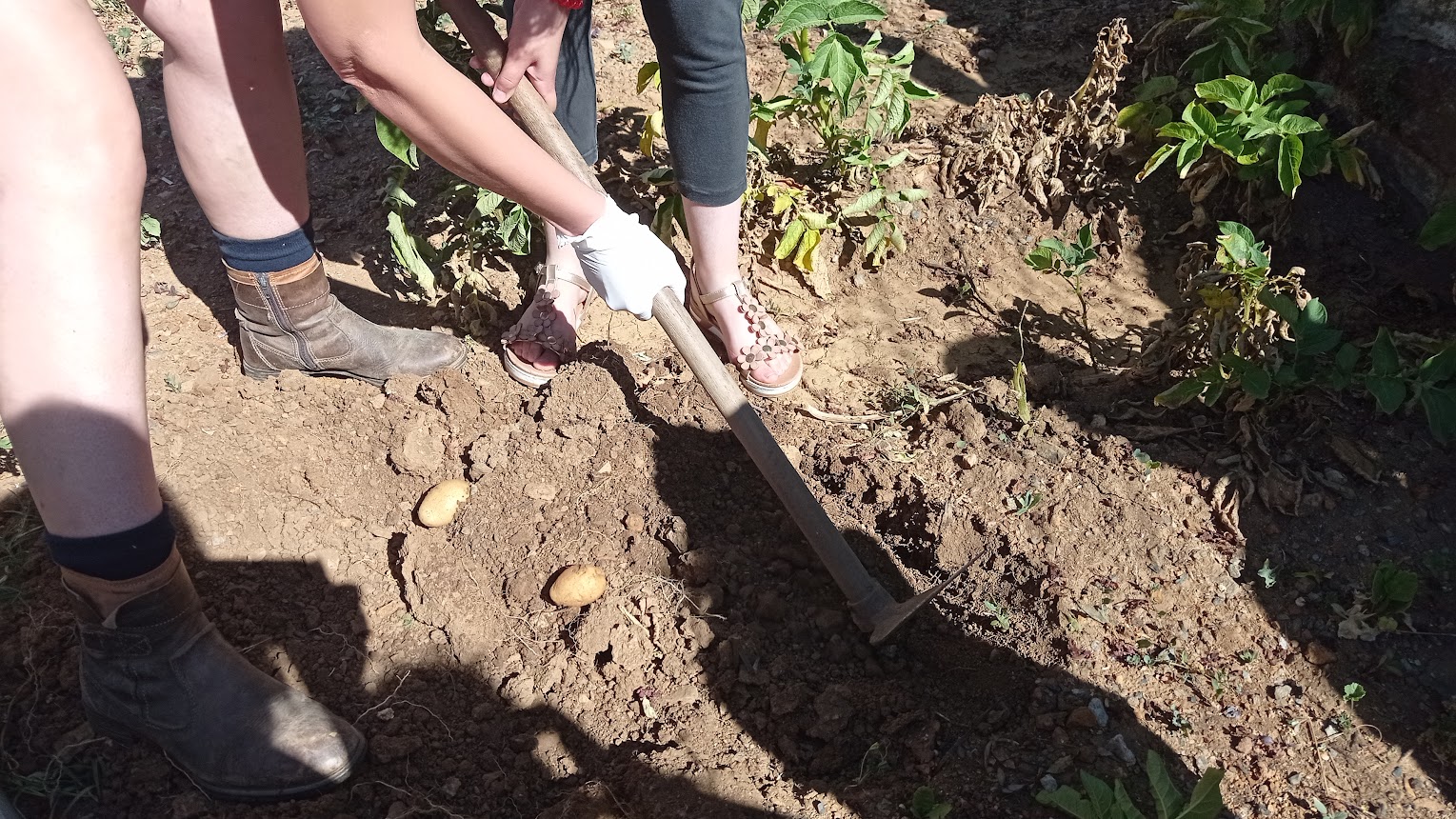Apanha das batatas. Exploração do processo de recolha das mesmas. valorização de todo o processo e do trabalho para conseguir o produto final.