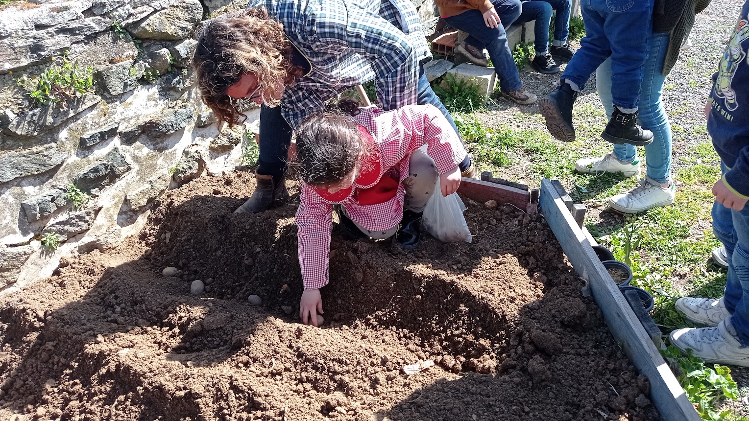 Colaboração do Pré-escolar na plantação de batatas.