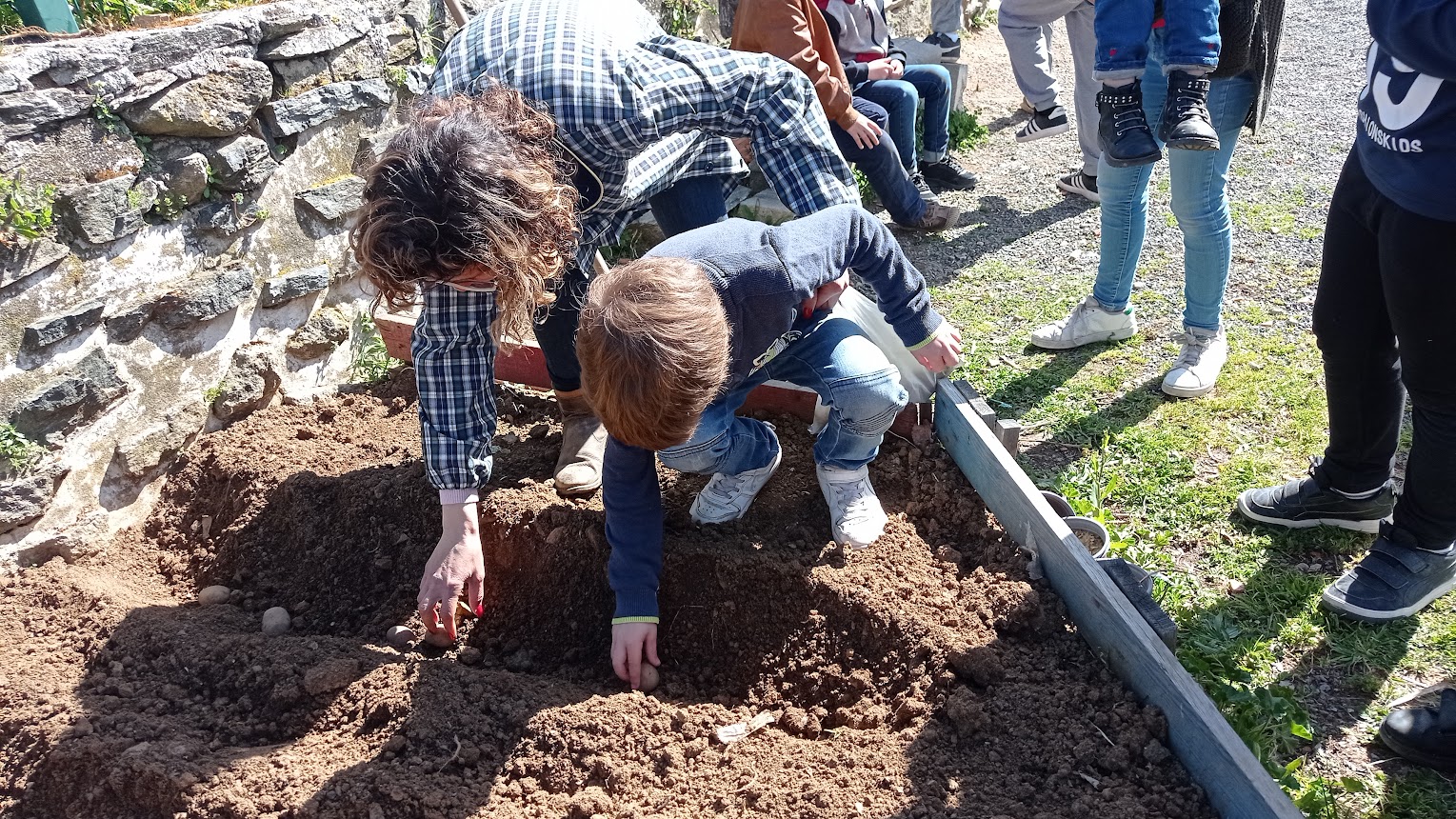 Plantação de batatas alunos do 1º ciclo.