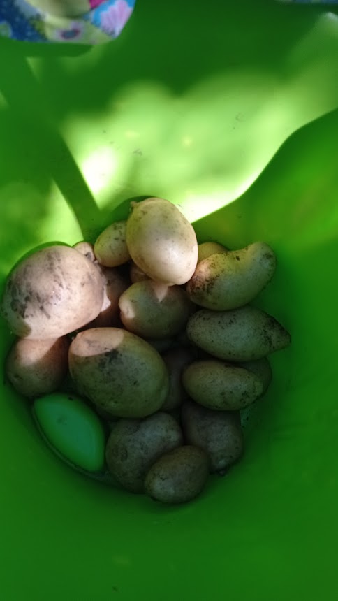 Recolha de batatas para serem utilizadas na refeição dos alunos.