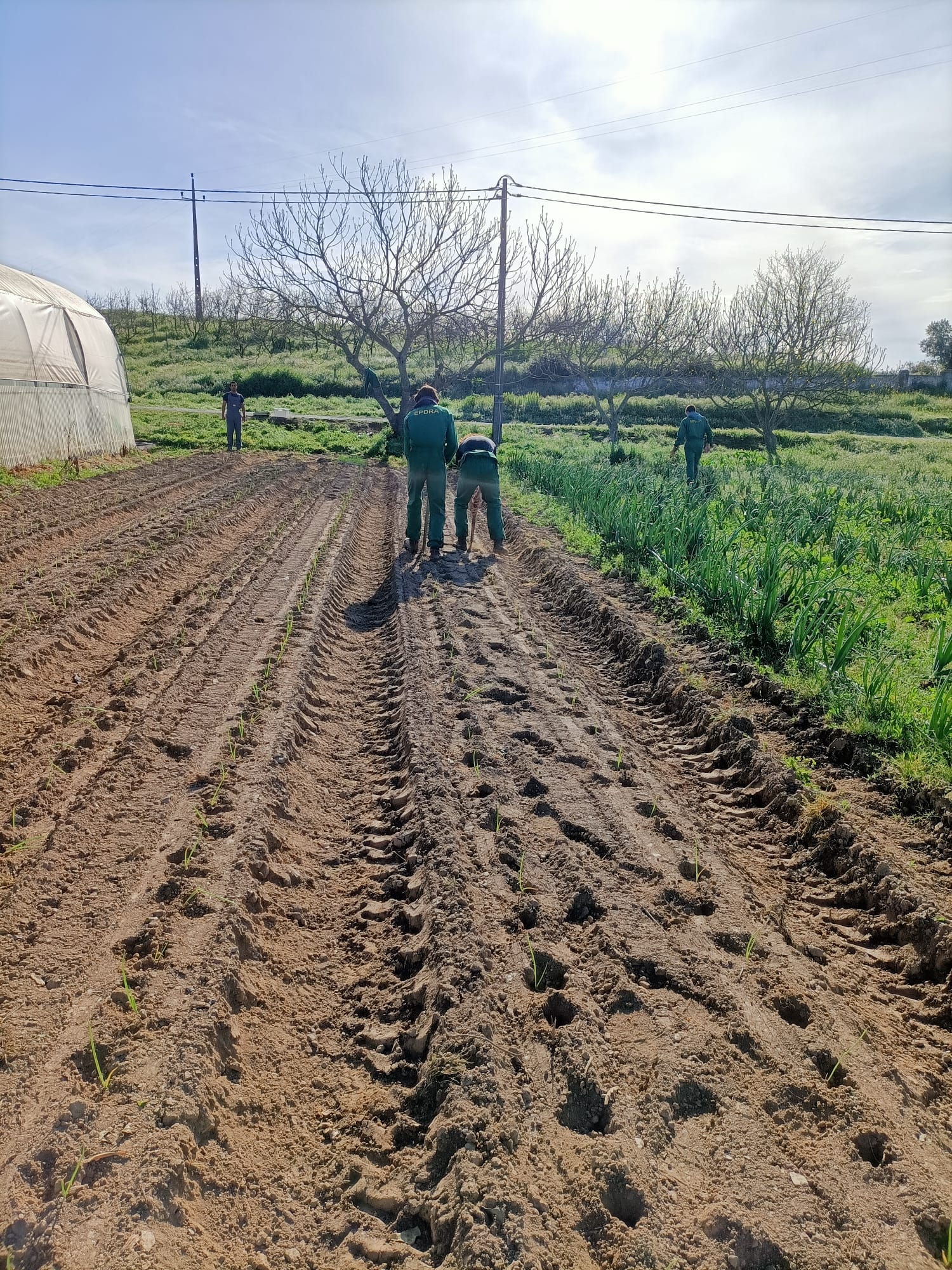 Plantação de cebolo