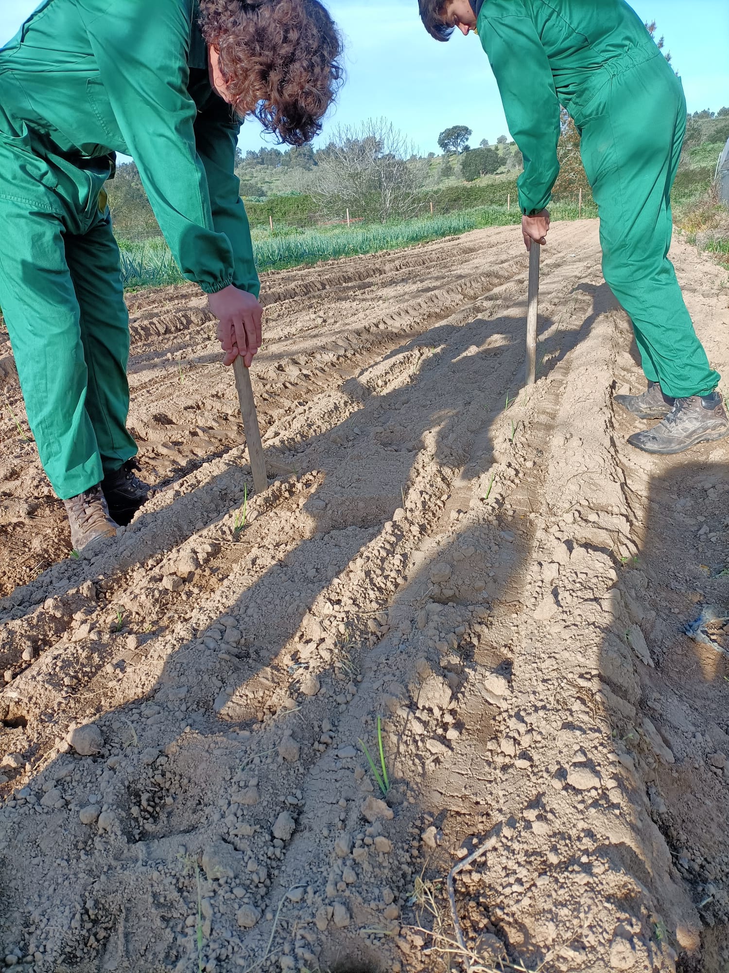 Plantação de cebolo