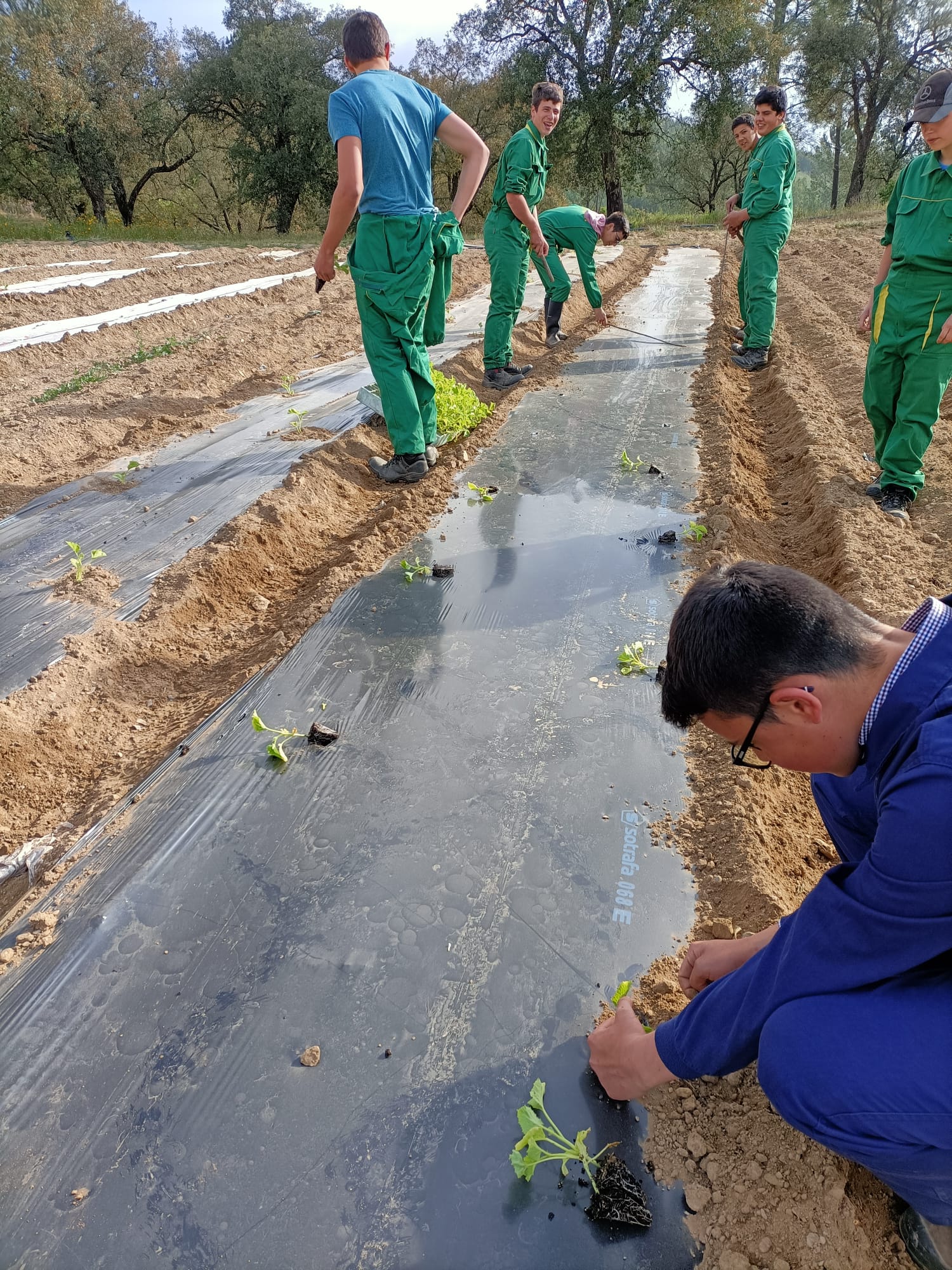 Plantação de melancia